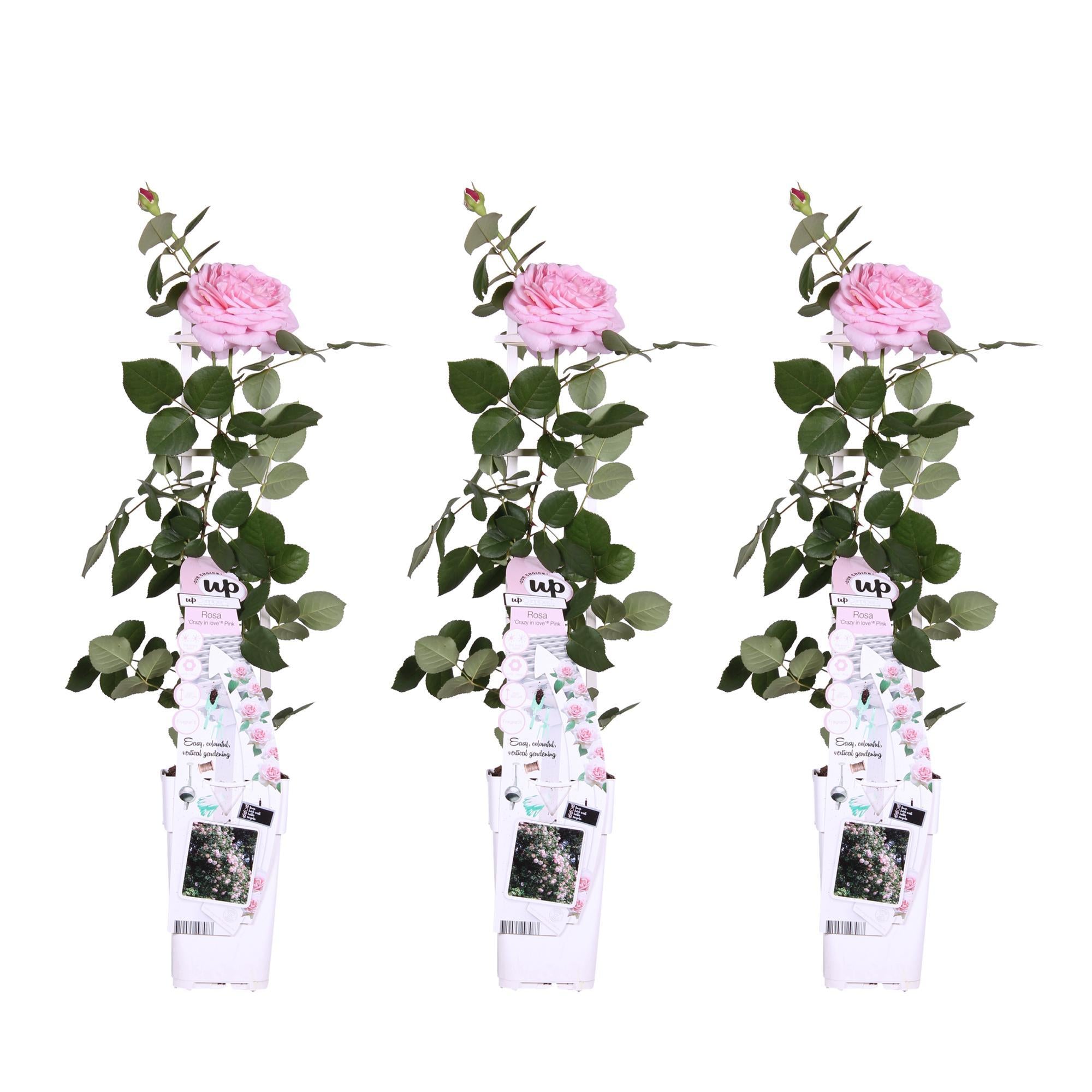 Rosen Set - Rose Crazy in love 'Pink' - ↨65cm - Ø15cm Rosa Rose 3 Stück Kletterrose