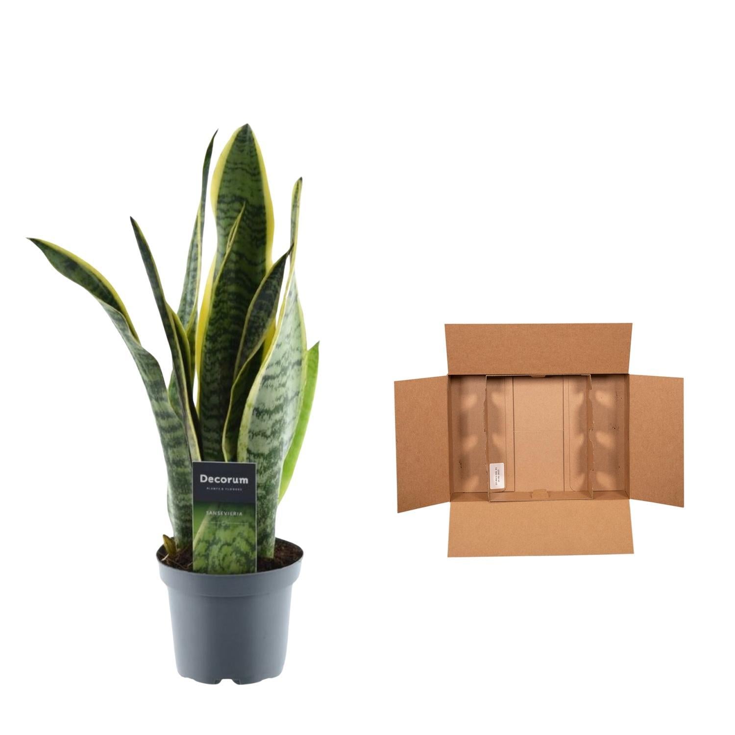 Bogenhanf - Sansevieria Laurentii - 45 cm - ø12
