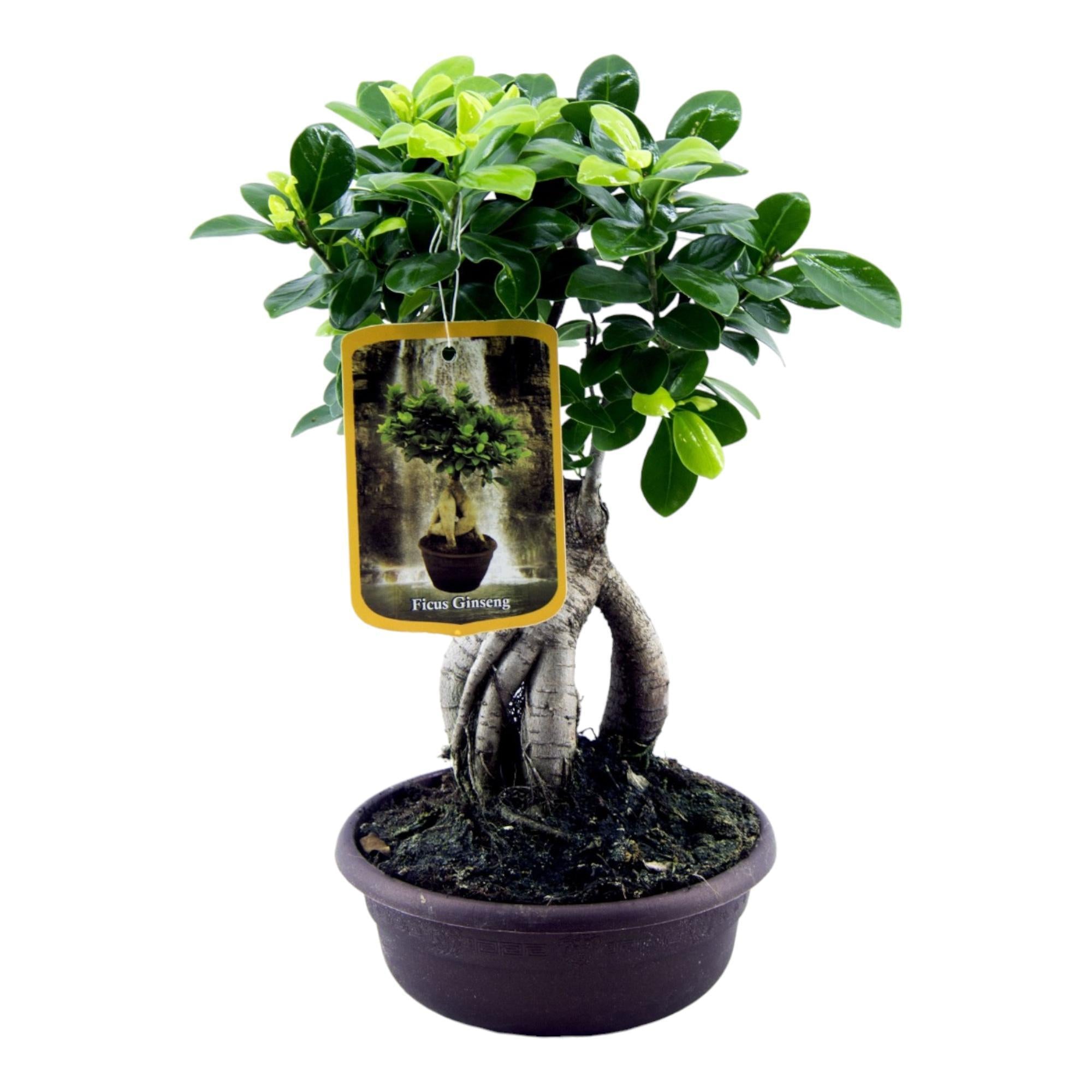 Ficus Ginseng - Ficus microcarpa Ginseng - 30 cm - Ø17cm