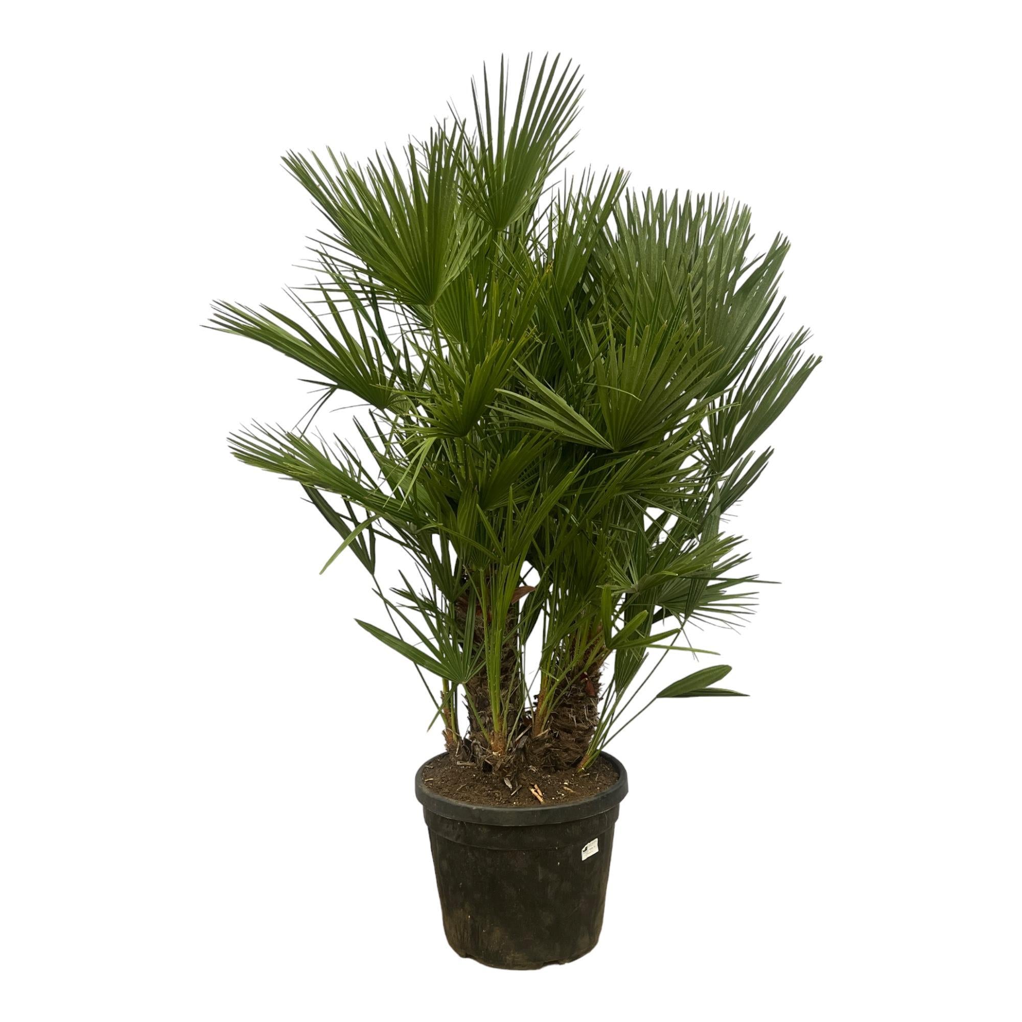 Chamaerops Humilis meerstammig - 180 cm - Ø45cm