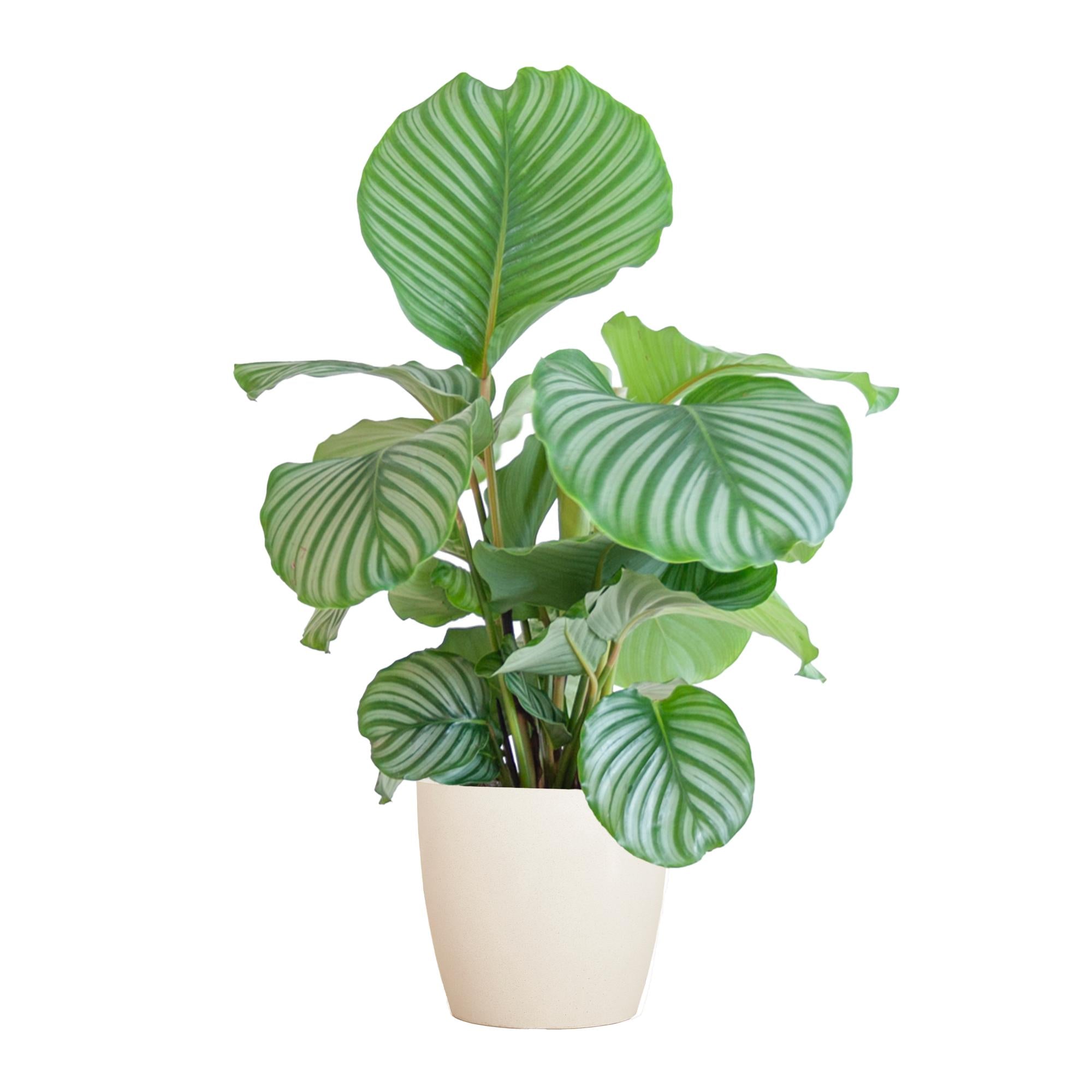 Gebetspflanze - Calathea Orbifolia mit Viber Topf Weiß - 65cm - Ø21