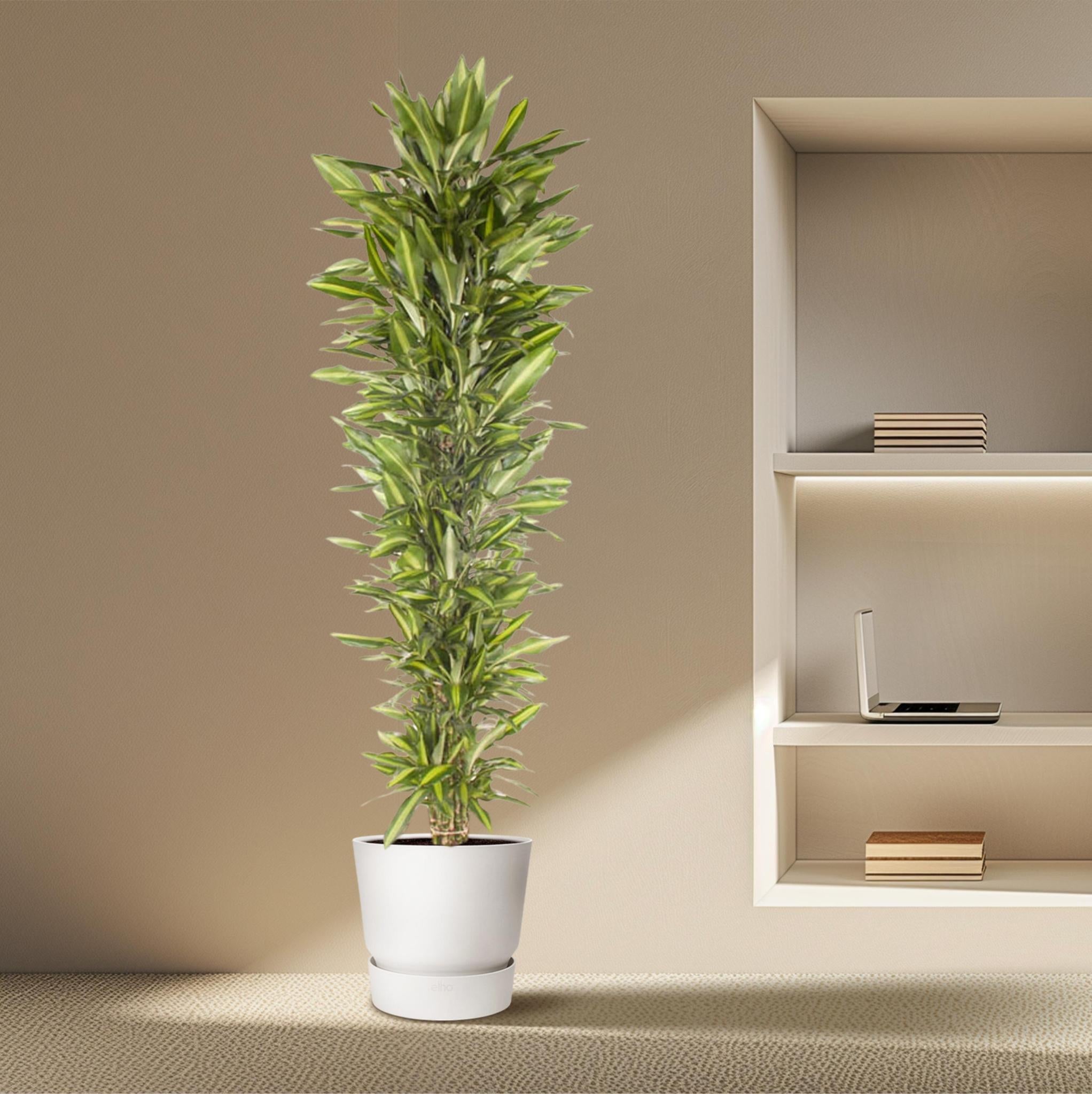 Drachenbaum - Dracaena Cintho verzweigt - 210 cm - ø40
