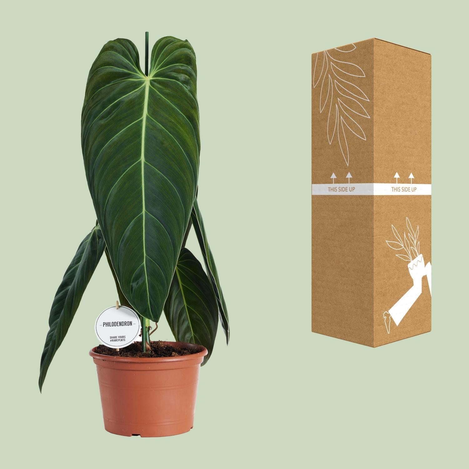 Schwarzgoldener Baumfreund - Philodendron Melanochrysum - Ø21cm - ↕75cm