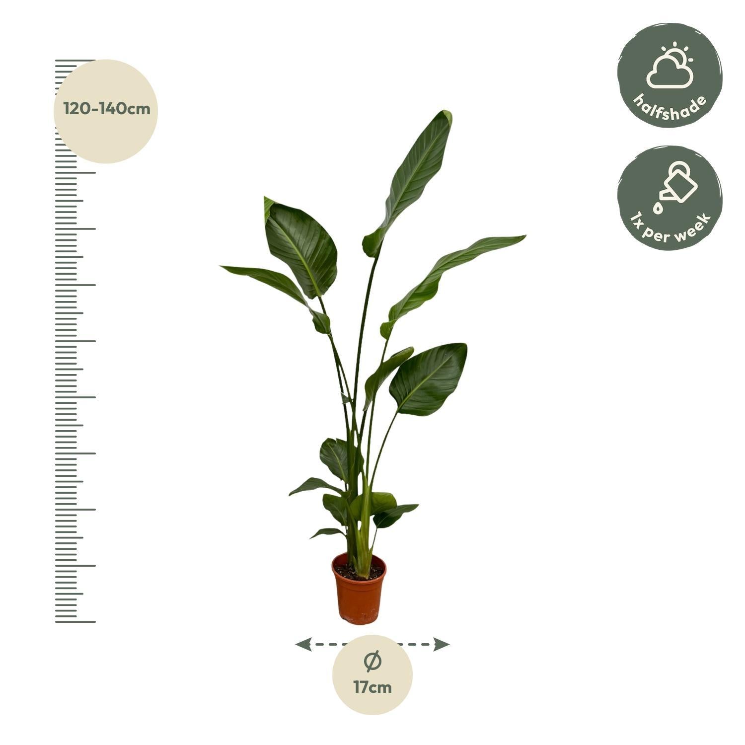 Paradiesvogelblume Set - Strelitzia Nicolai - 130 cm - Ø17 2 Stück