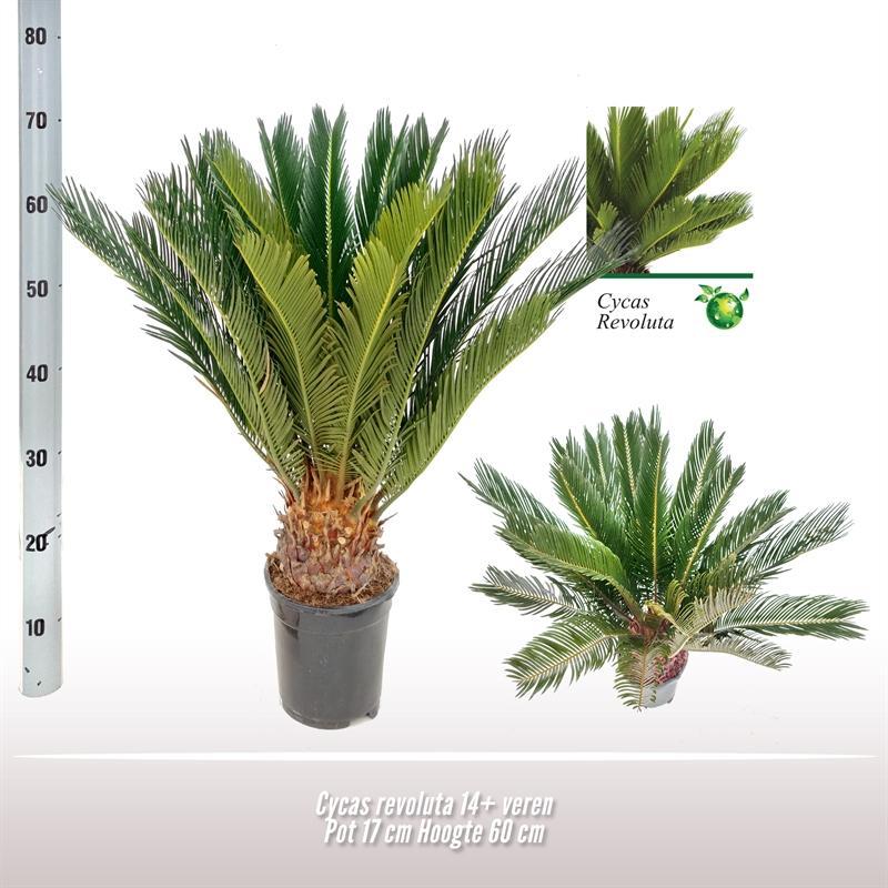 Sagopalme - Cycas Revoluta - Ø17 ↕60