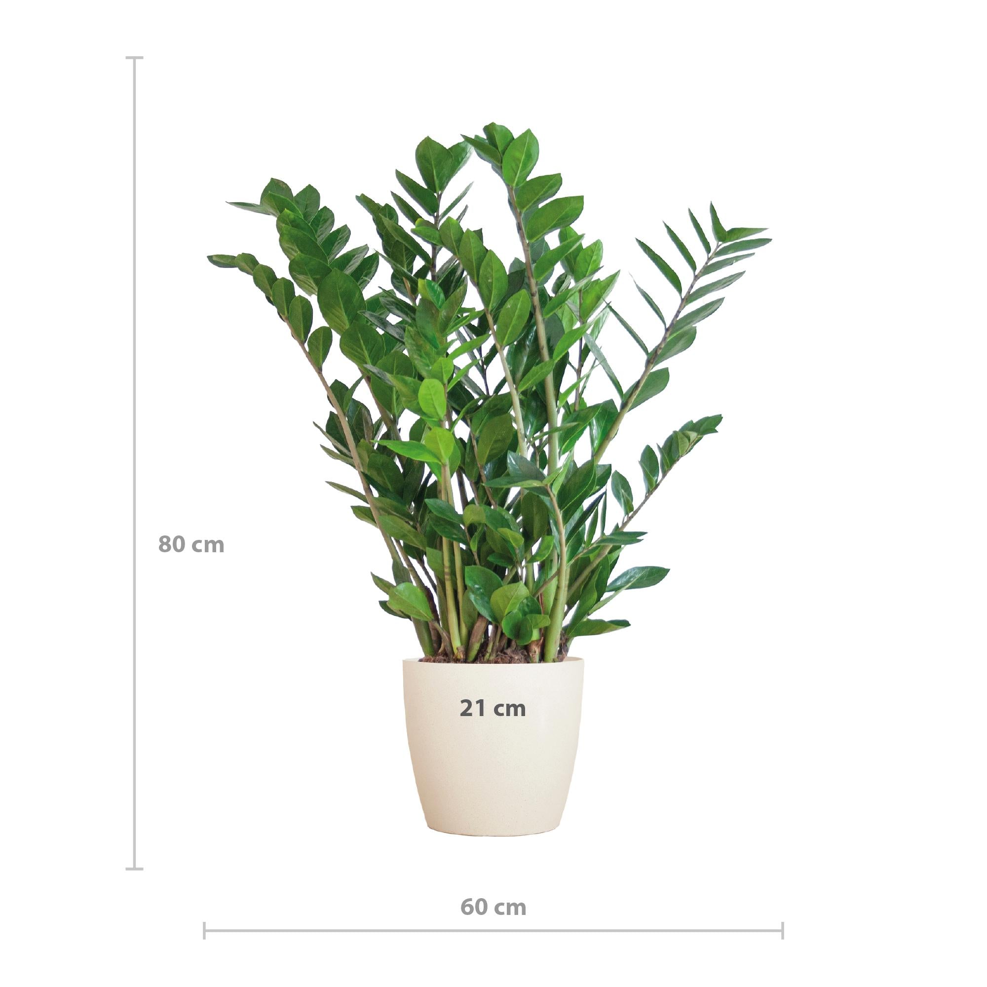 Glücksfeder - Zamioculcas Zamiifolia mit Topf Viber Weiß - 80cm - Ø21