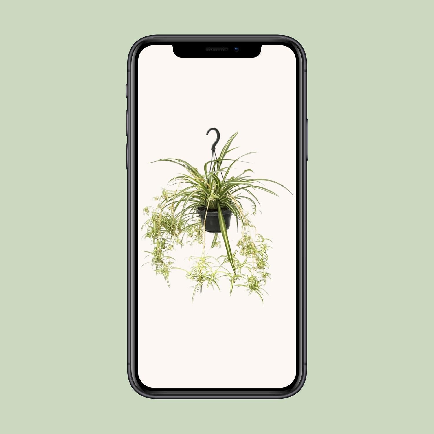 Grünlilie - Chlorophytum Comosum Variegatum - Ø14cm - ↕55cm