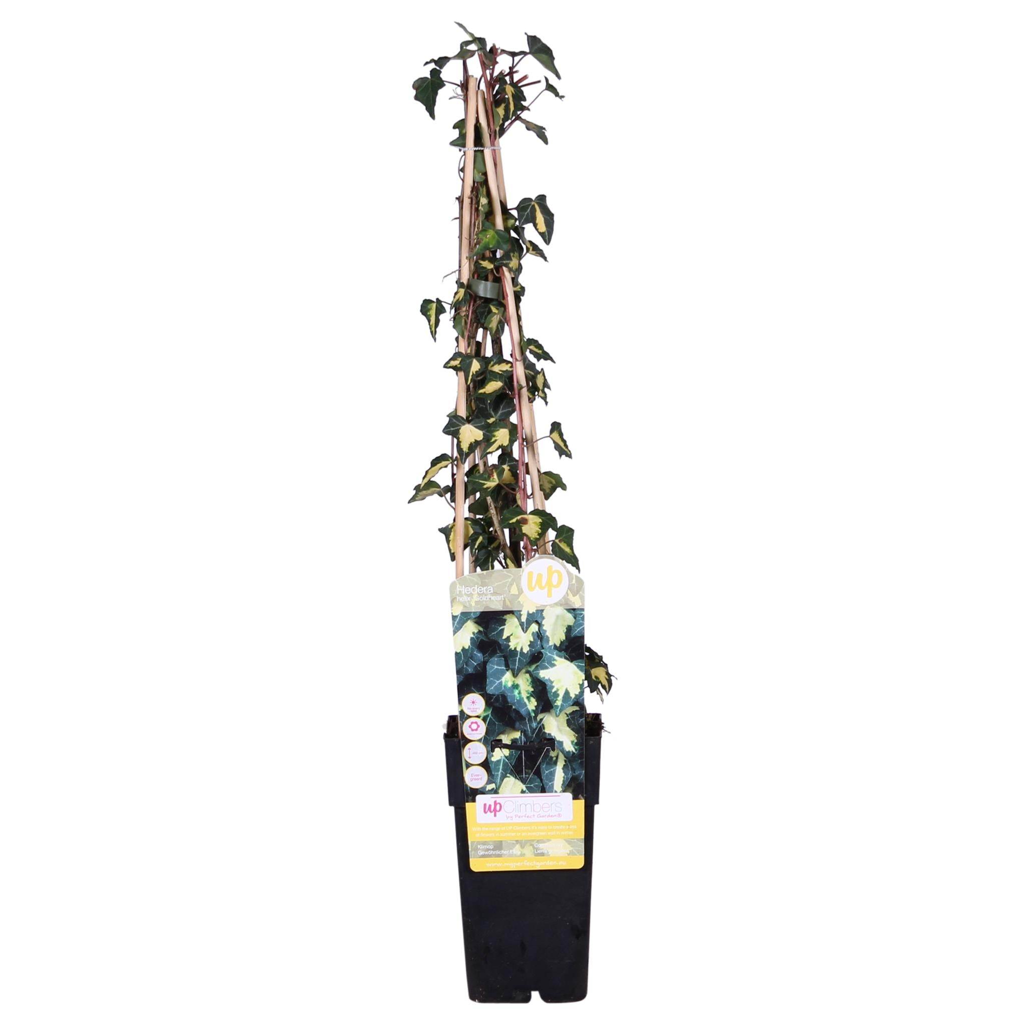 Efeu - Hedera Helix 'Goldheart'