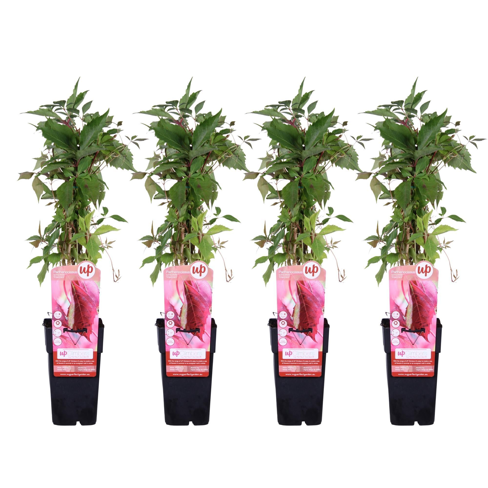 Wilder Wein - Parthenocissus q. var. 'Engelmannii' - ↨65cm - Ø15 4 Stück