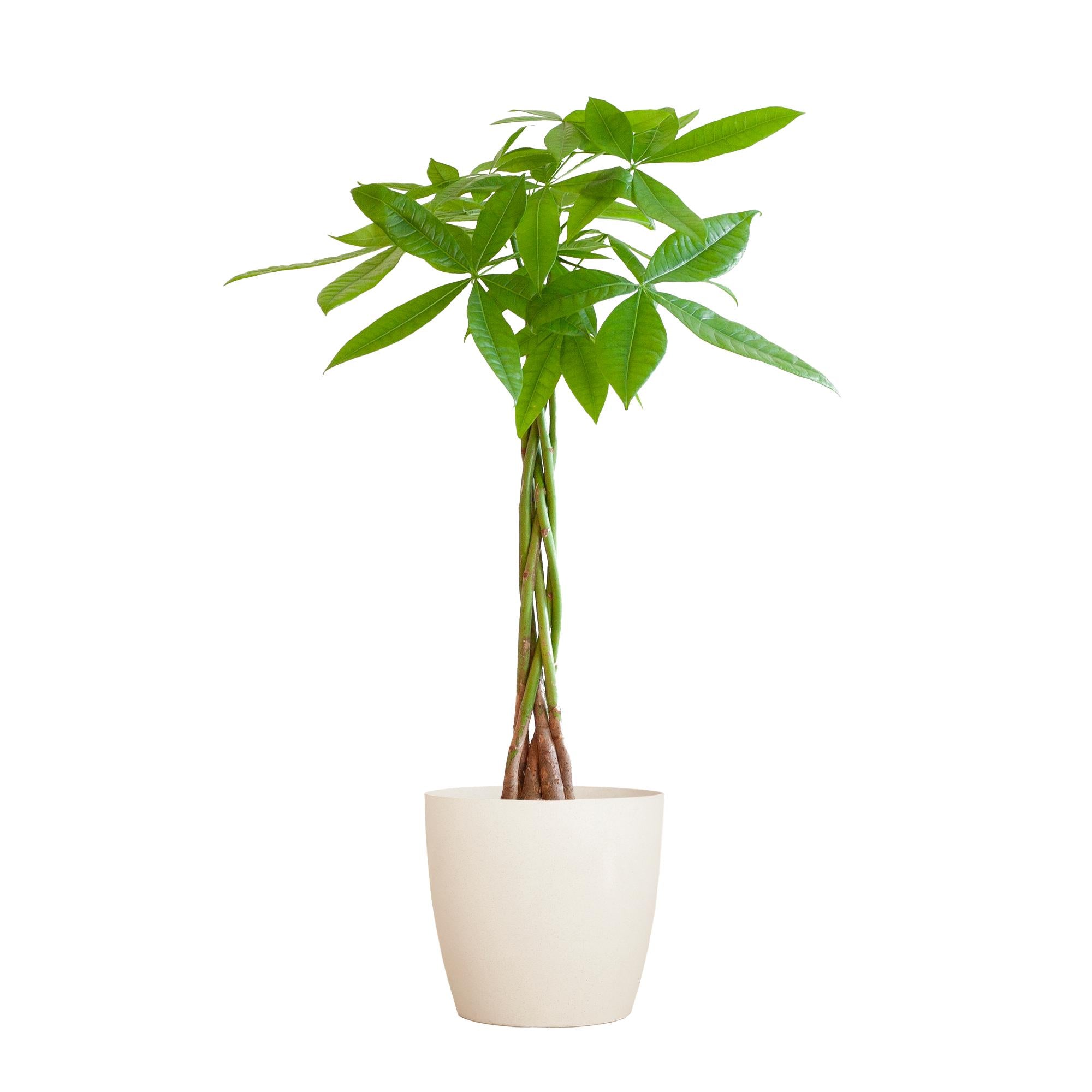 Glückskastanie - Pachira Aquatica mit Viber Topf weiß - 80cm