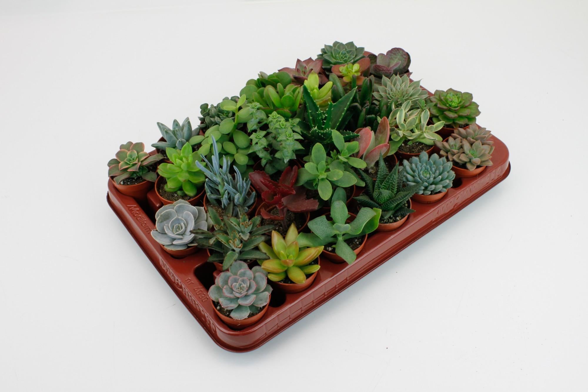 Sukkulenten Mix - Crasulla , Aloe, Sedum, Echeveria u. Kaktus - Ø5,5cm - ↕7cm 30 Stück