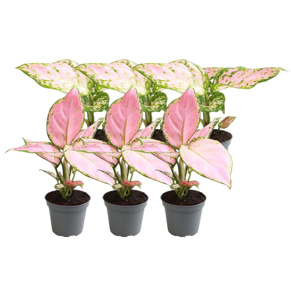 Chinesischer Immergrün Mix - Chinese Evergreen Mix - Aglaonema - 6 Stück