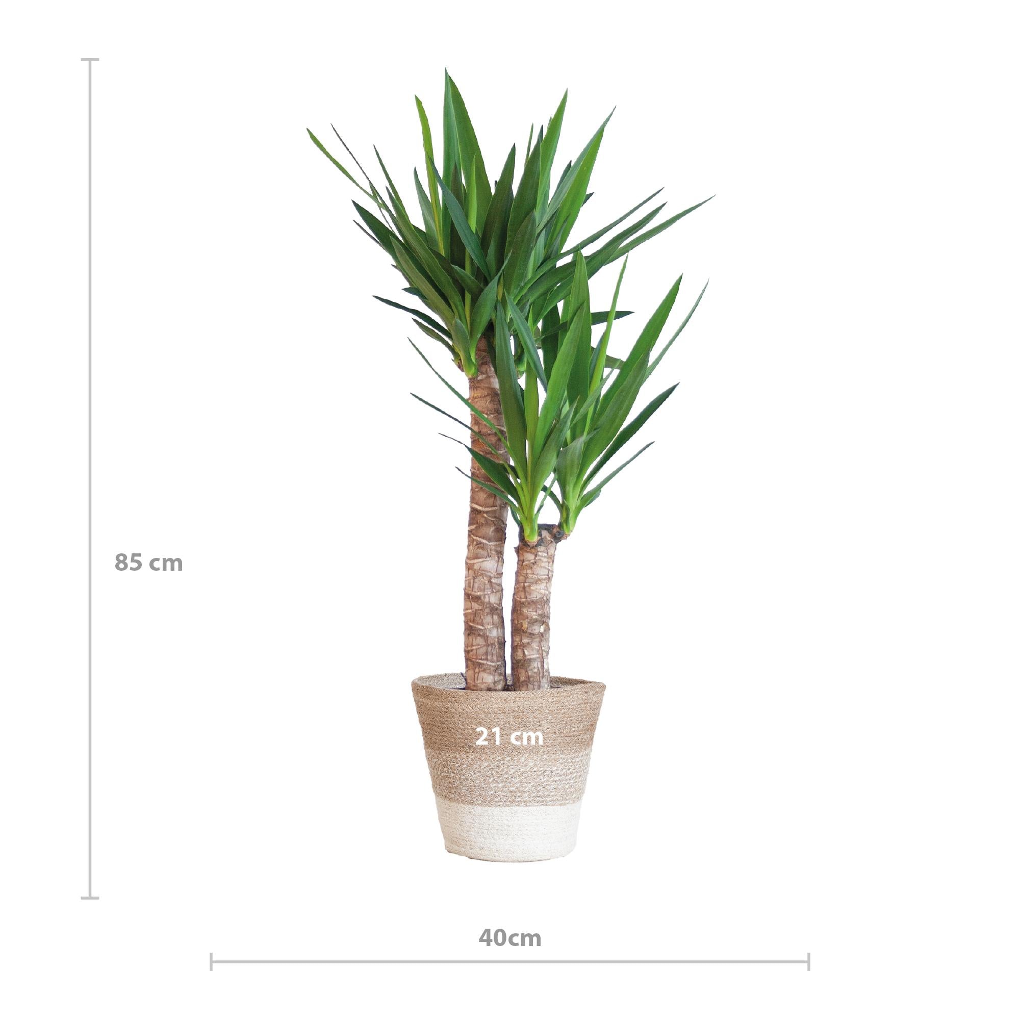 Yuccapalme- Yucca Elephantipes mit Korb Lissabon weiß - 90cm - Ø21