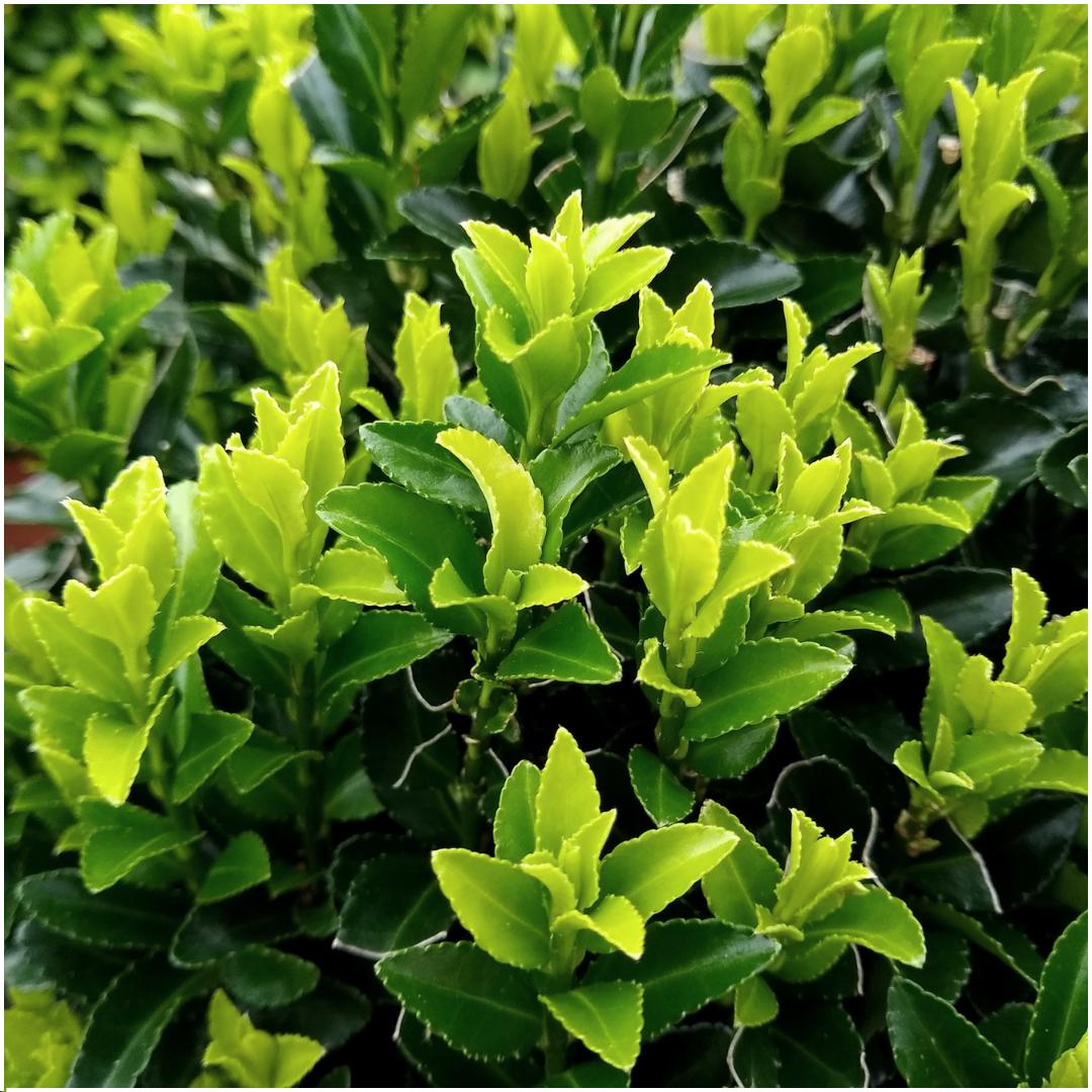 Spindelstrauch Green Spire - Euonymus 'Green Spire' Hecke - 12 Stück x Ø 7 cm ↨ 15 cm 2x6 Stück