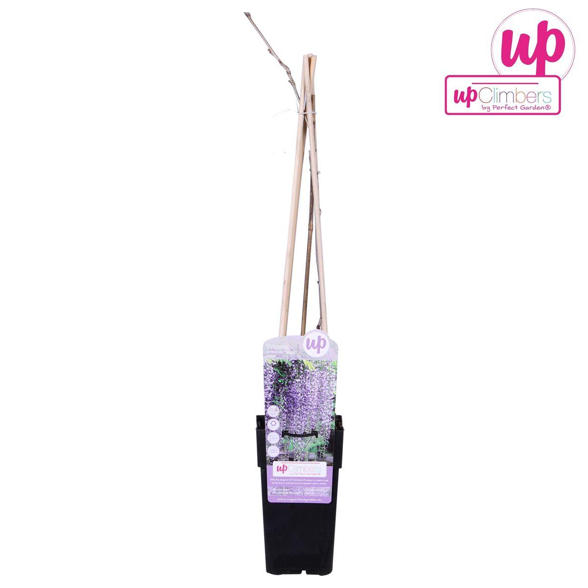 Japanischer Blauregen - Wisteria floribunda 'Naga Noda' - purpurner Regen - Ø15cm - ↕65cm