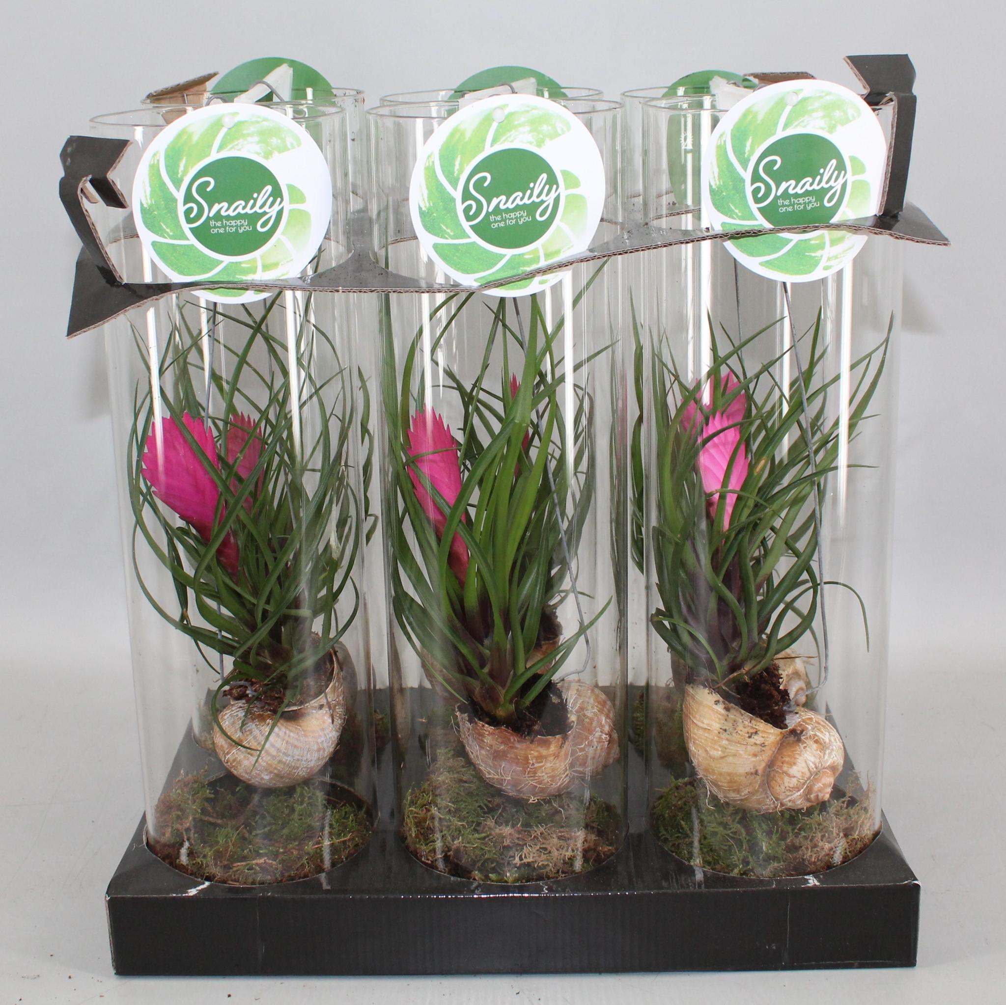 Bromelie - Tillandsia Cyanea - Ø11 ↕38