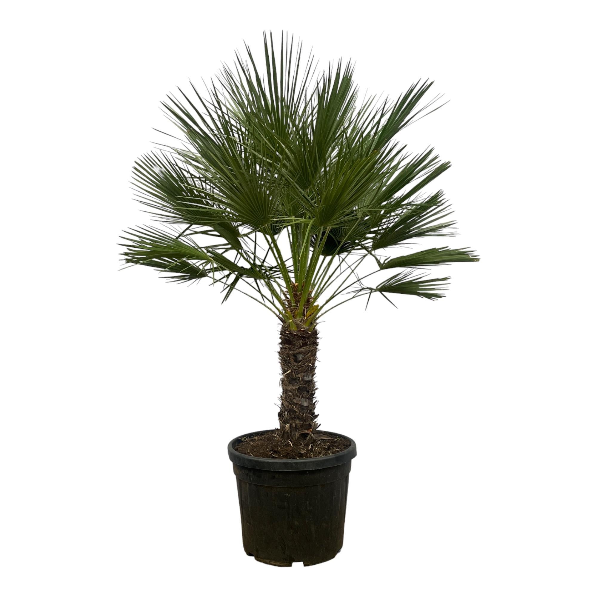 Zwergpalme - Chamaerops Humilis - 150 cm - Ø45cm