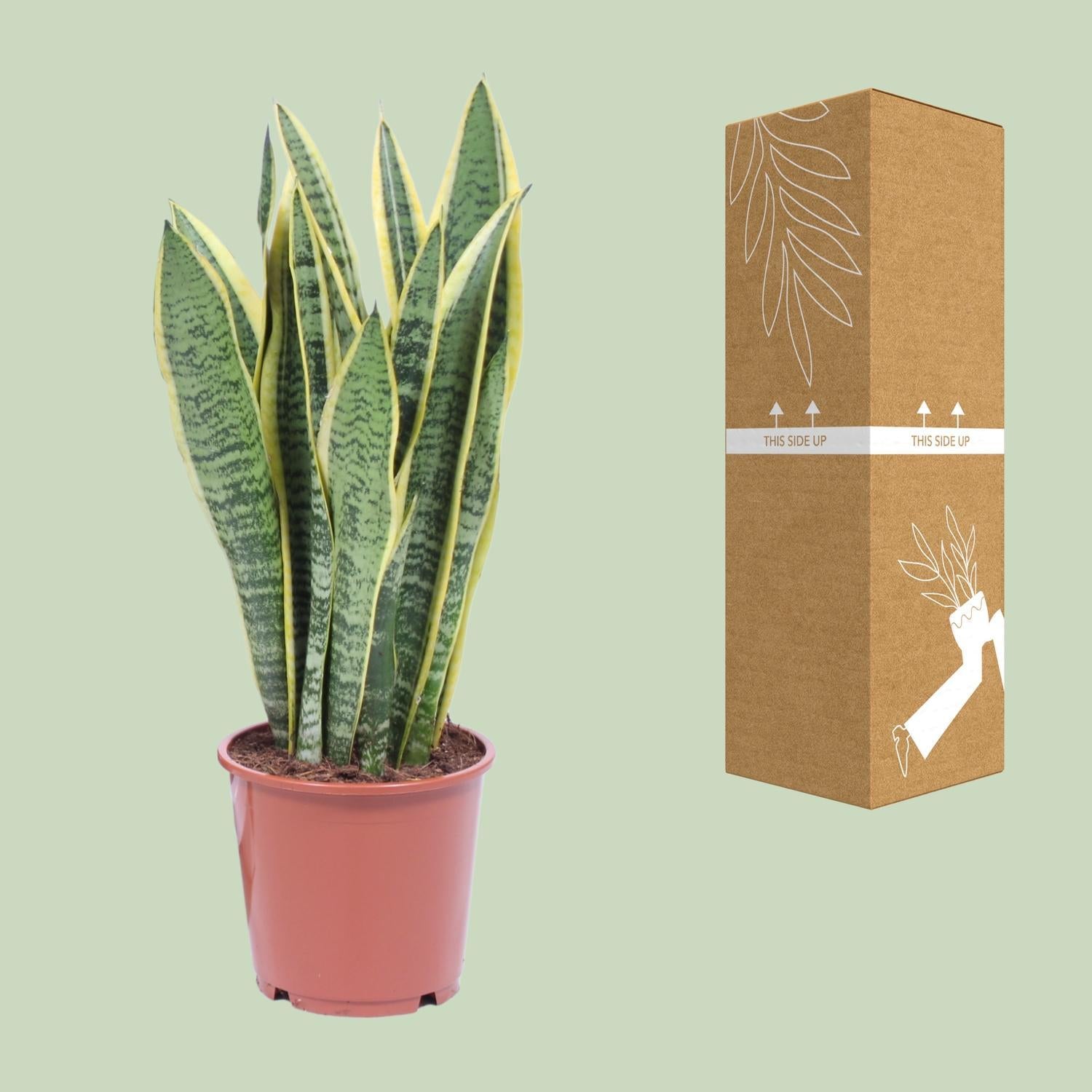 Bogenhanf - Sansevieria Trifasciata Laurentii Ø14cm - ↕40cm