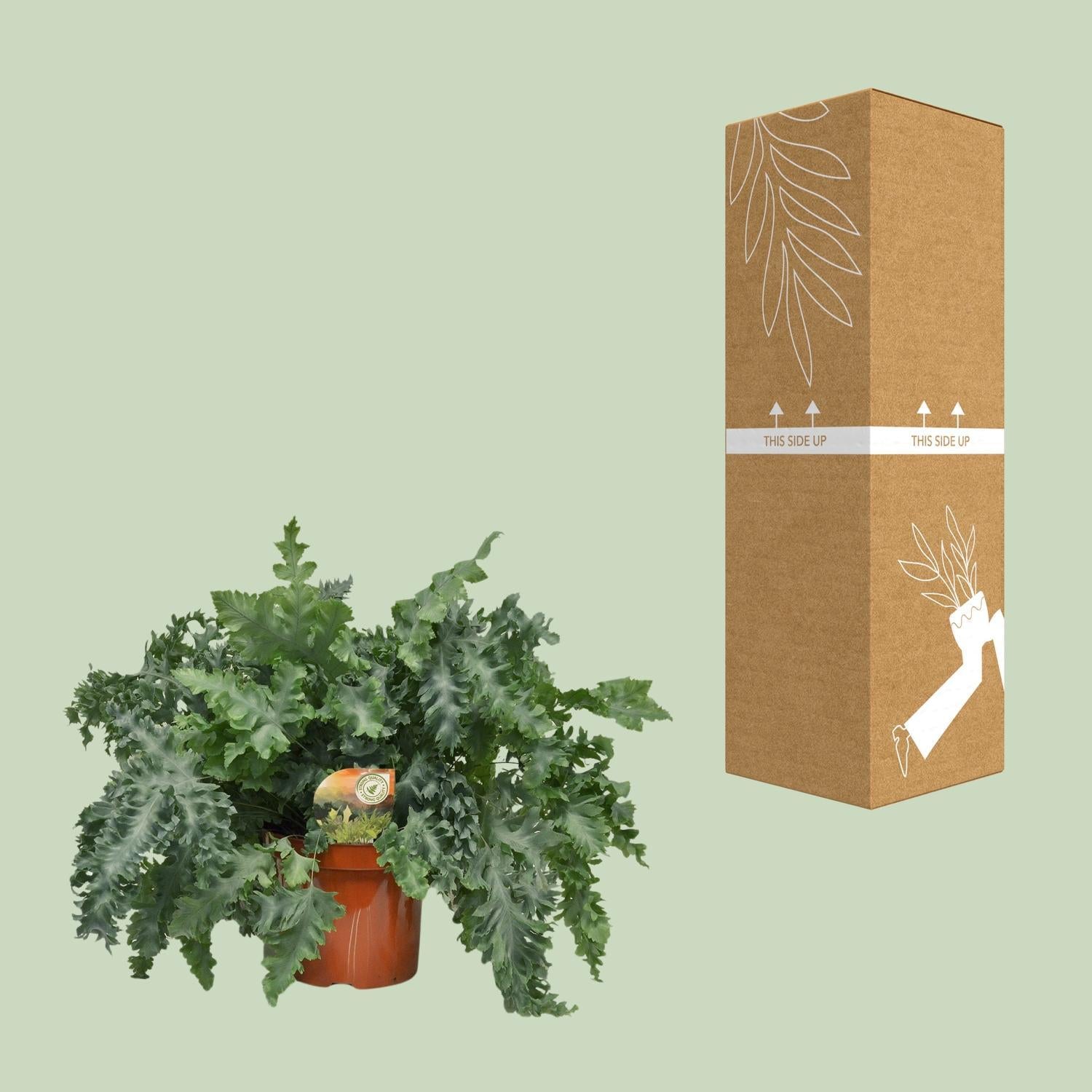 Blauer Farn - Phlebodium Davana - Ø26cm - ↕60cm