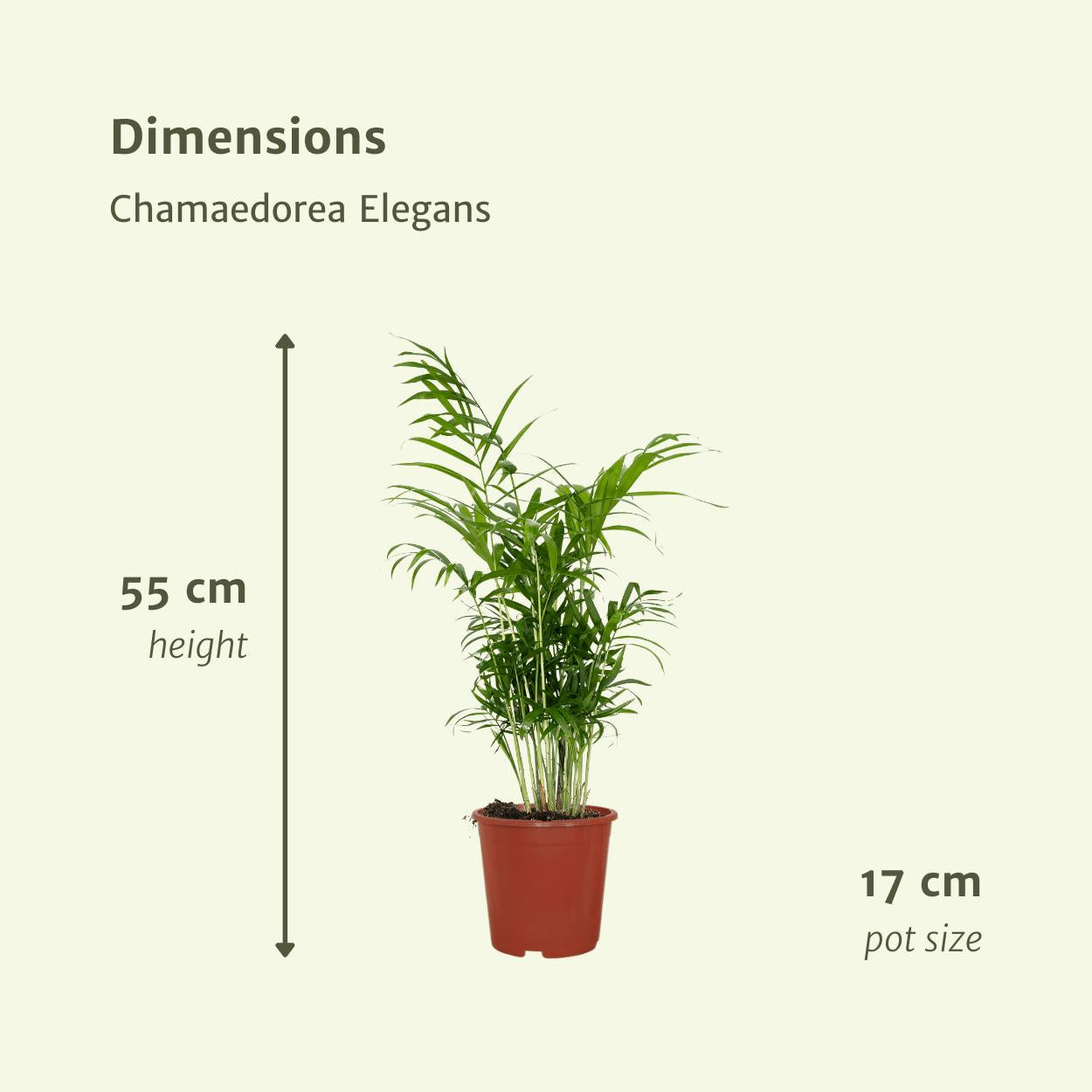 Chamaedorea Elegans (Mexicaanse bergpalm) - 2 stuks - Ø17cm - ↕55cm