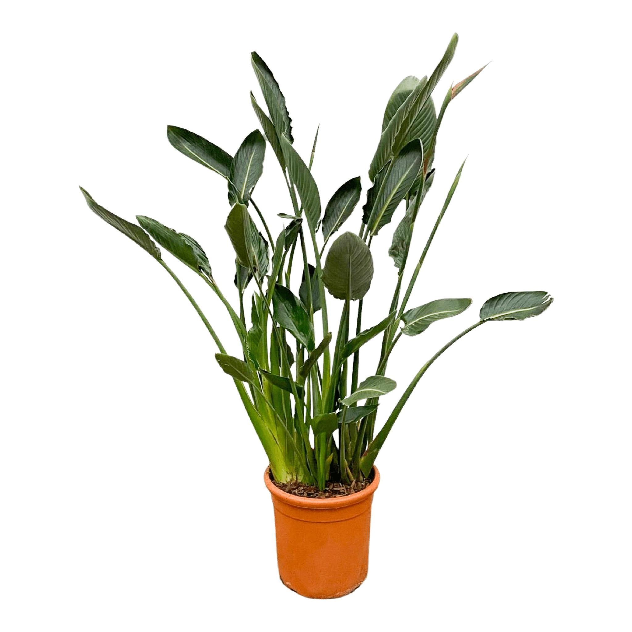 Paradiesvogelblume - Strelitzia Reginae XL - 160cm - ⌀30