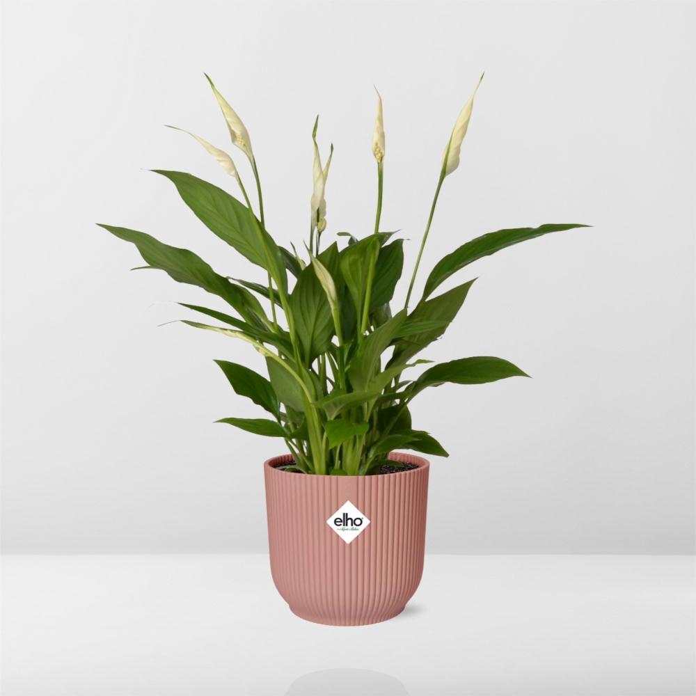 Friedenslilie - Spathiphyllum Torelli in ELHO Vibes Fold 14cm rosa Topf
