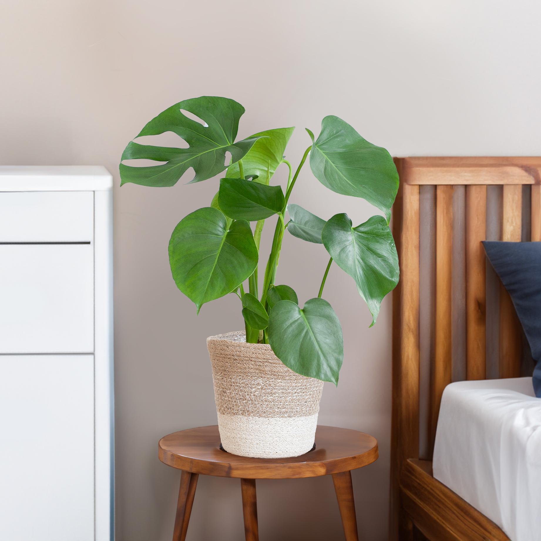 Fensterblatt - Monstera Deliciosa mit Lissabon Korb weiß- 50cm - Ø17