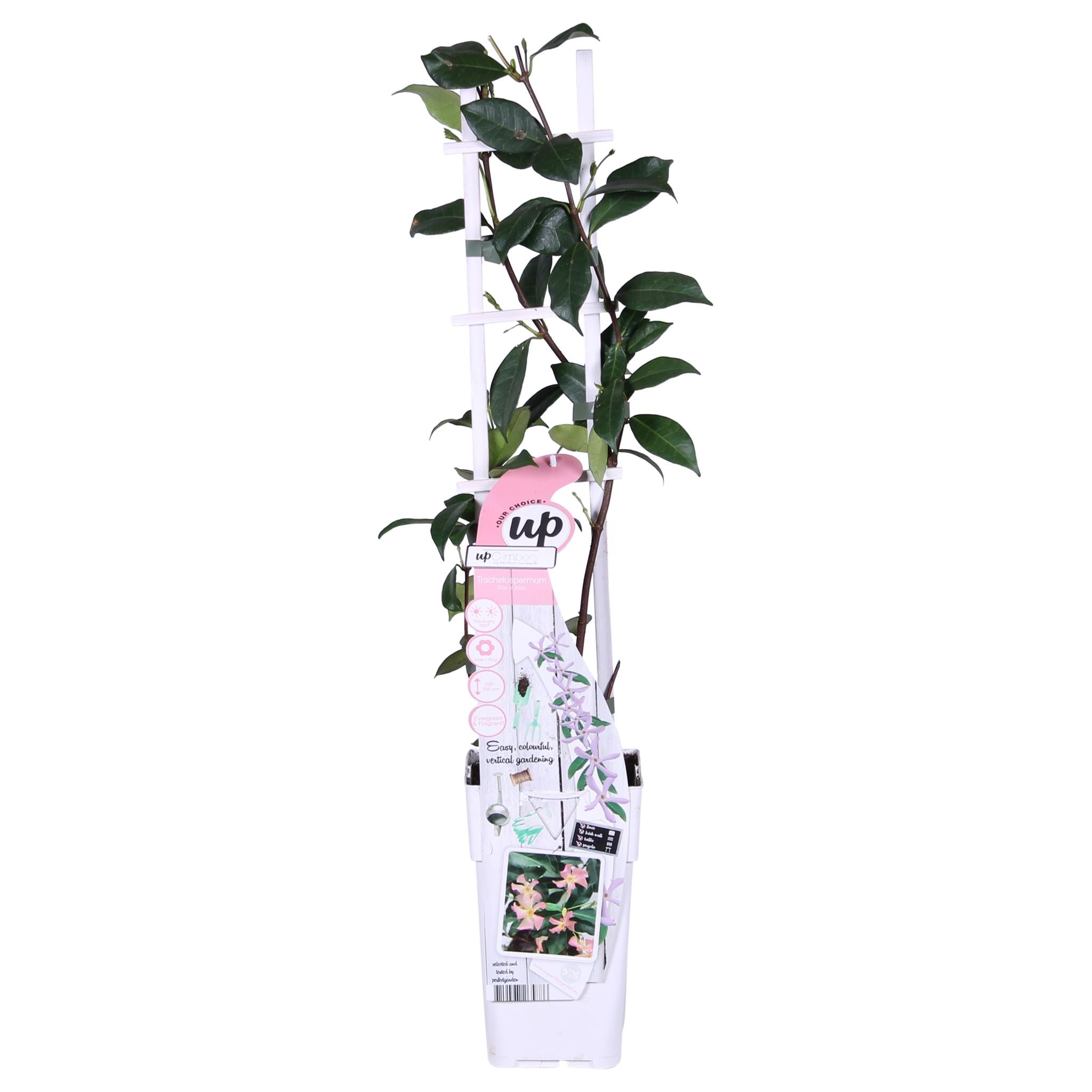 Sternjasmin - Trachelospermum 'Star of Ibiza' - Ø15cm - ↕65cm