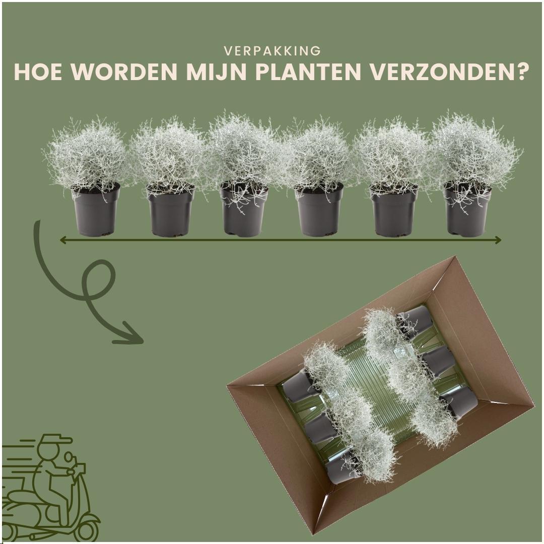 Stacheldrahtpflanze - Calocephalus' - 10 cm Ø - 15 cm ↕ 6 Stück