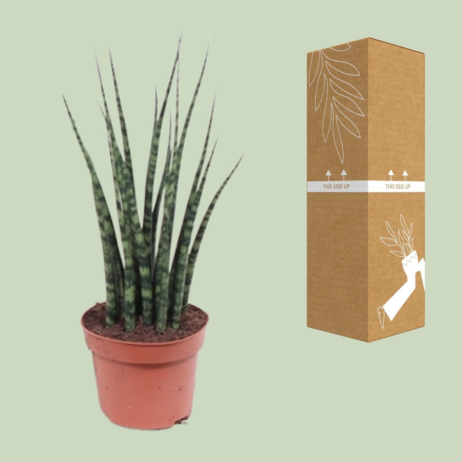 Bogenhanf - Sansevieria Fernwood Mikado - Ø12cm - ↕40cm