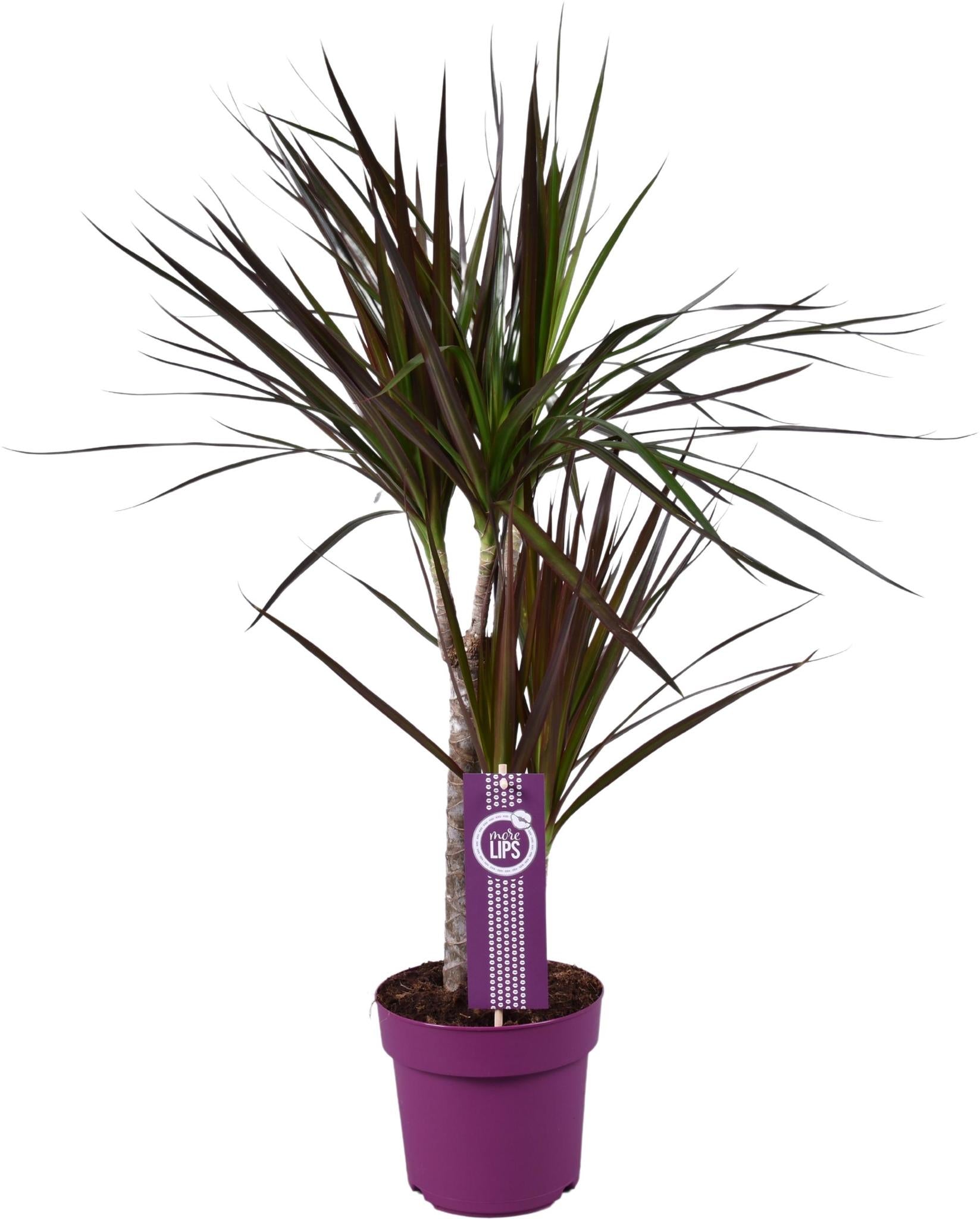 Drachenbaum - Dracaena Magenta - Ø17cm