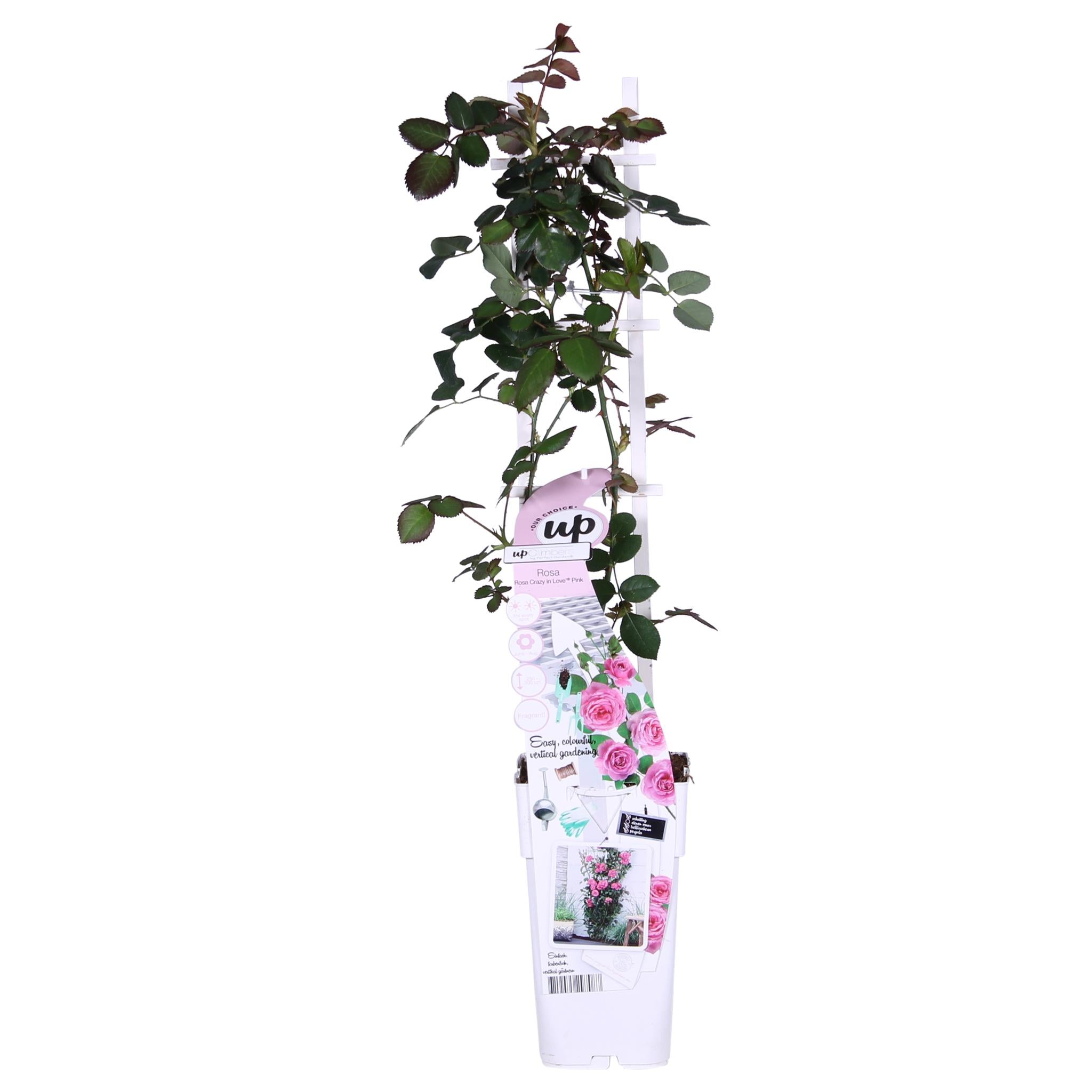 Rosen - Rose Crazy in love 'Pink' - Ø15cm - ↕65cm Rosa Rose Kletterrose