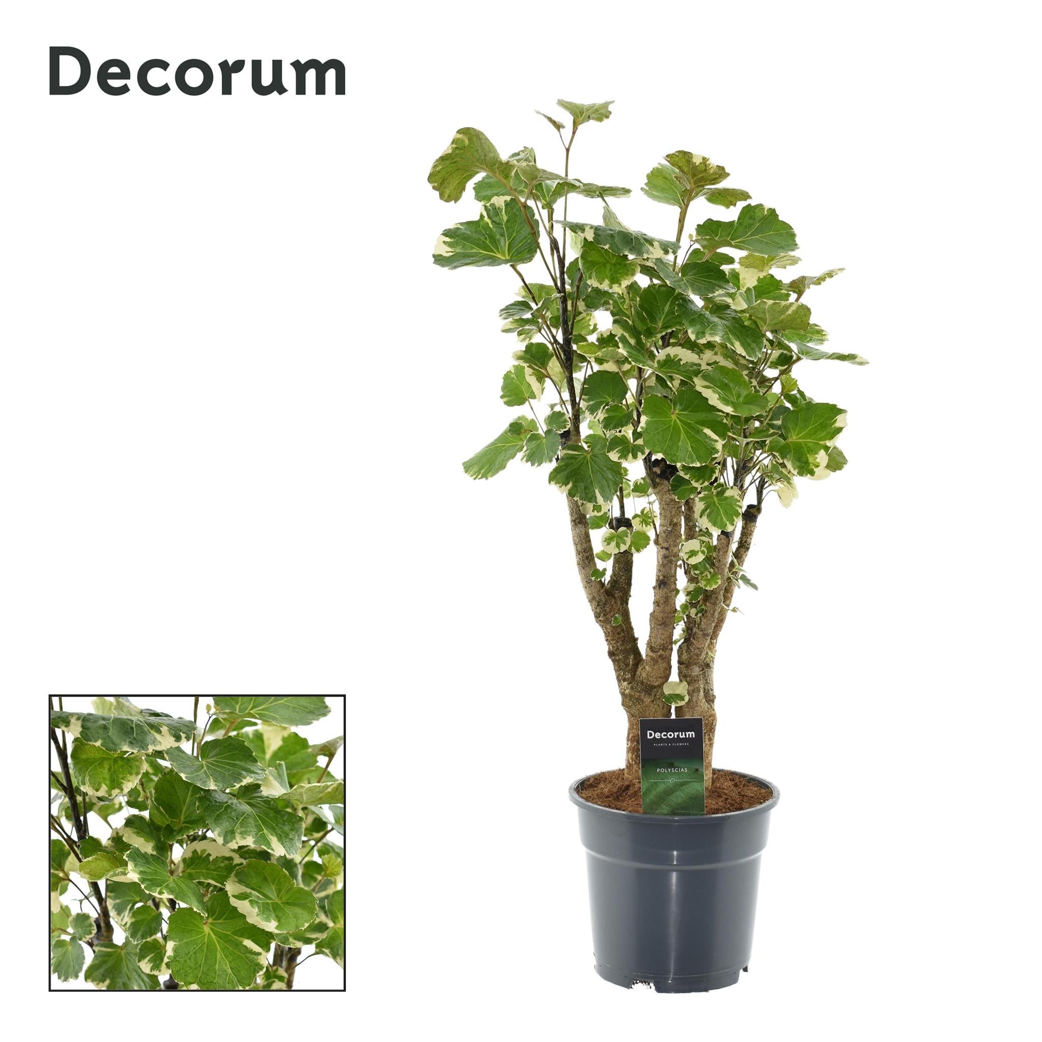 Weißbunte Fiederaralie - Polyscias Balfouriana - Ø17cm - ↕50cm