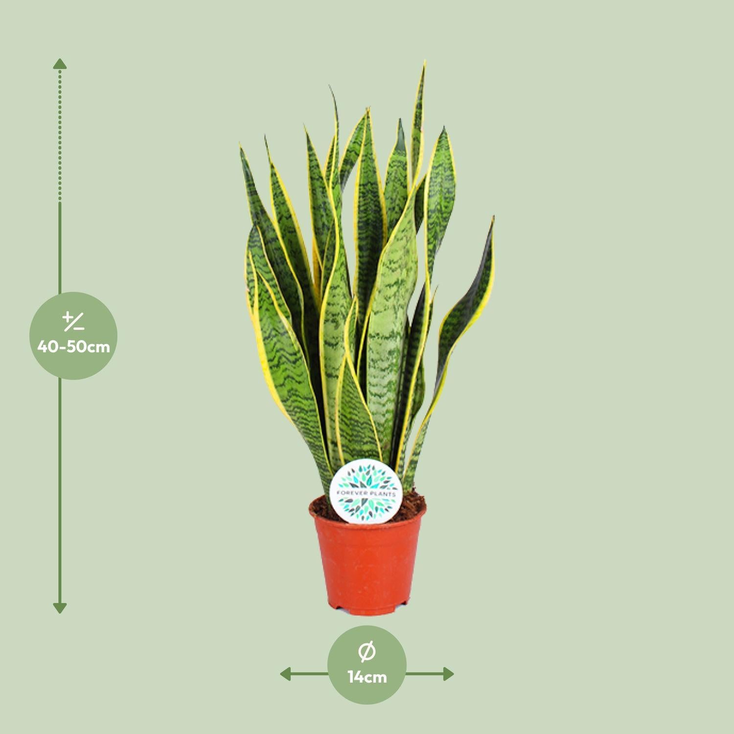 Bogenhanf - Sansevieria Trifasciata Laurentii - Ø14cm - ↕50cm