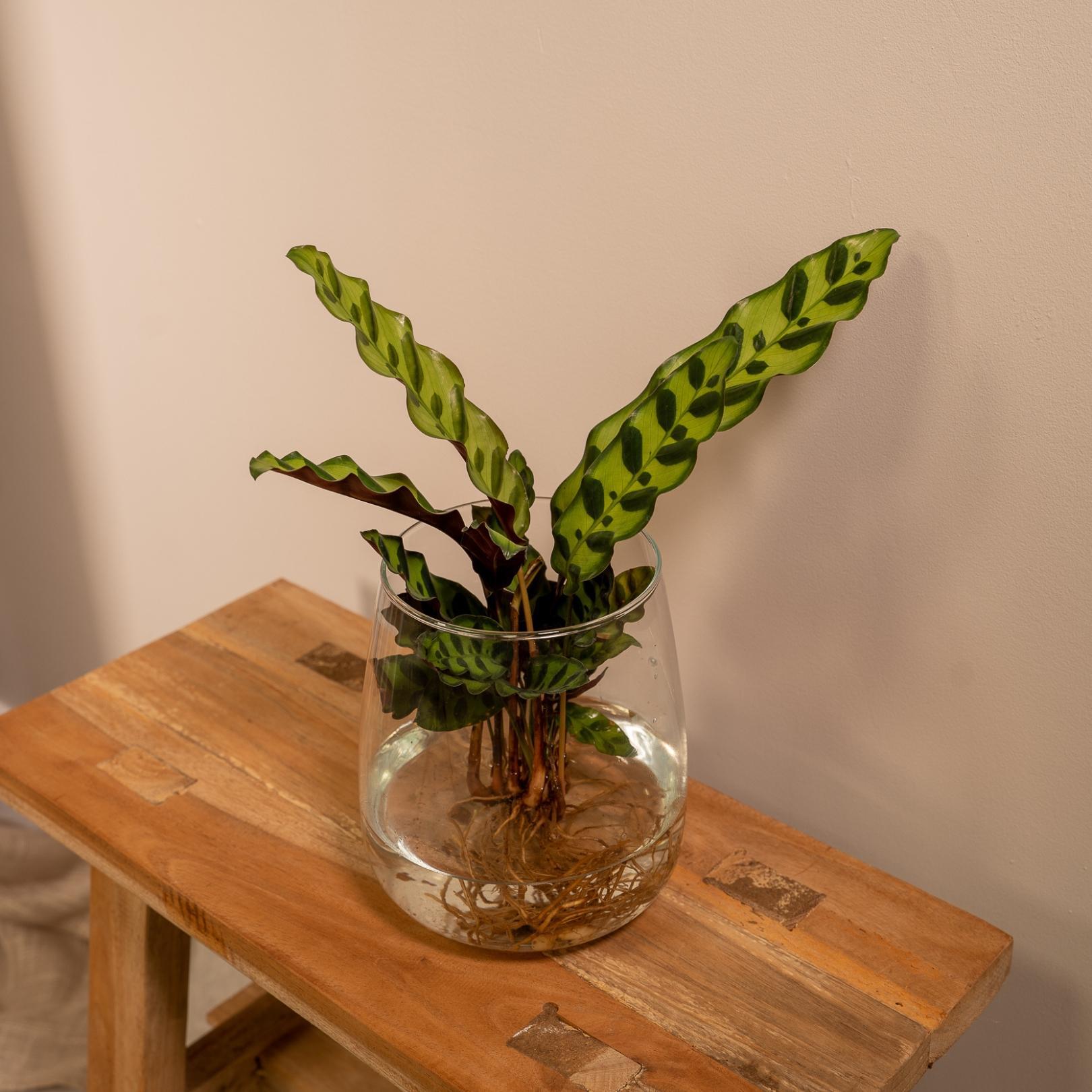 Klapperschlangenpflanze - Calathea Insignis in Kingston Glas - Ø12cm - ↕30cm