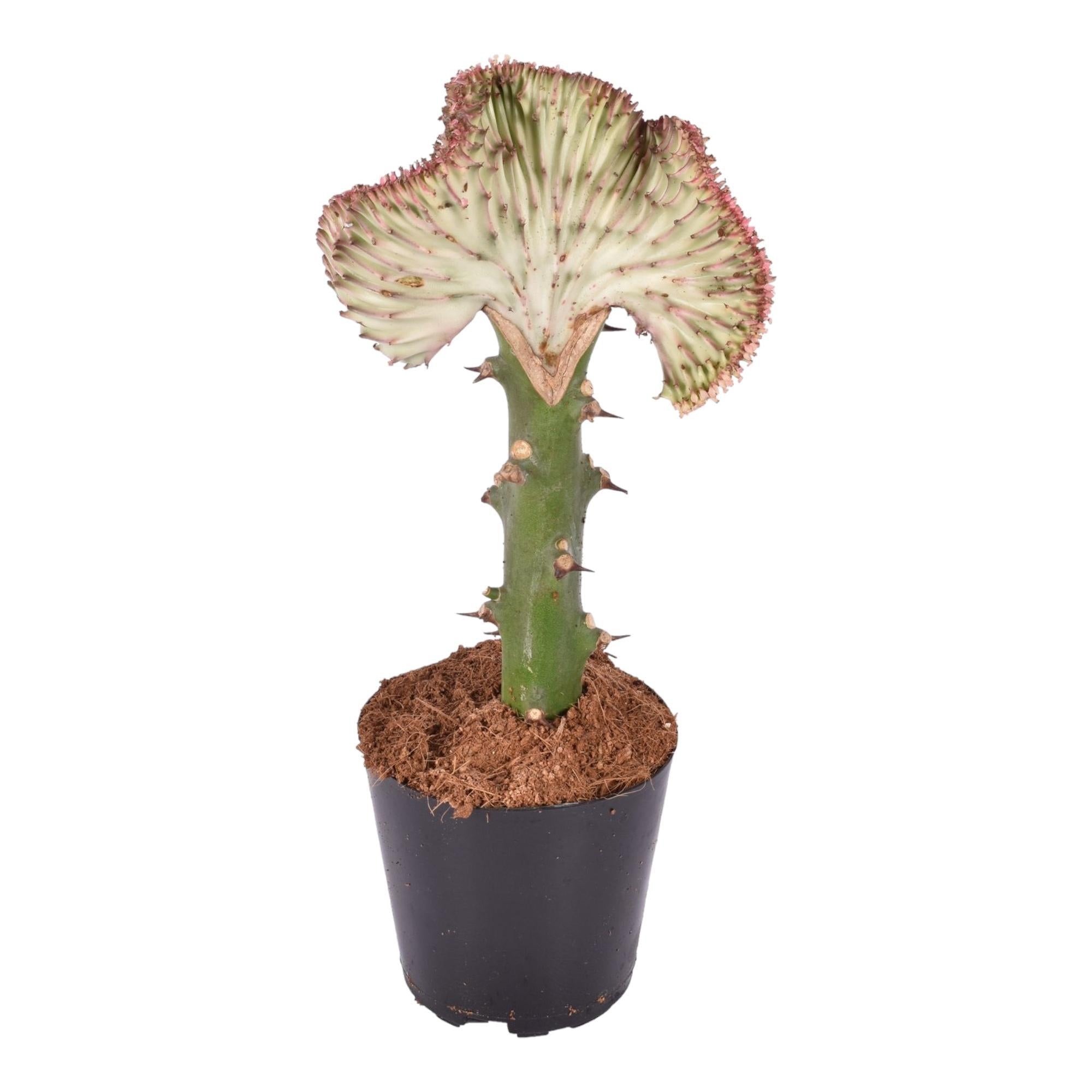Korallenwolfsmilch - Euphorbia lactea Cristata rot - 30 cm - ø10,5