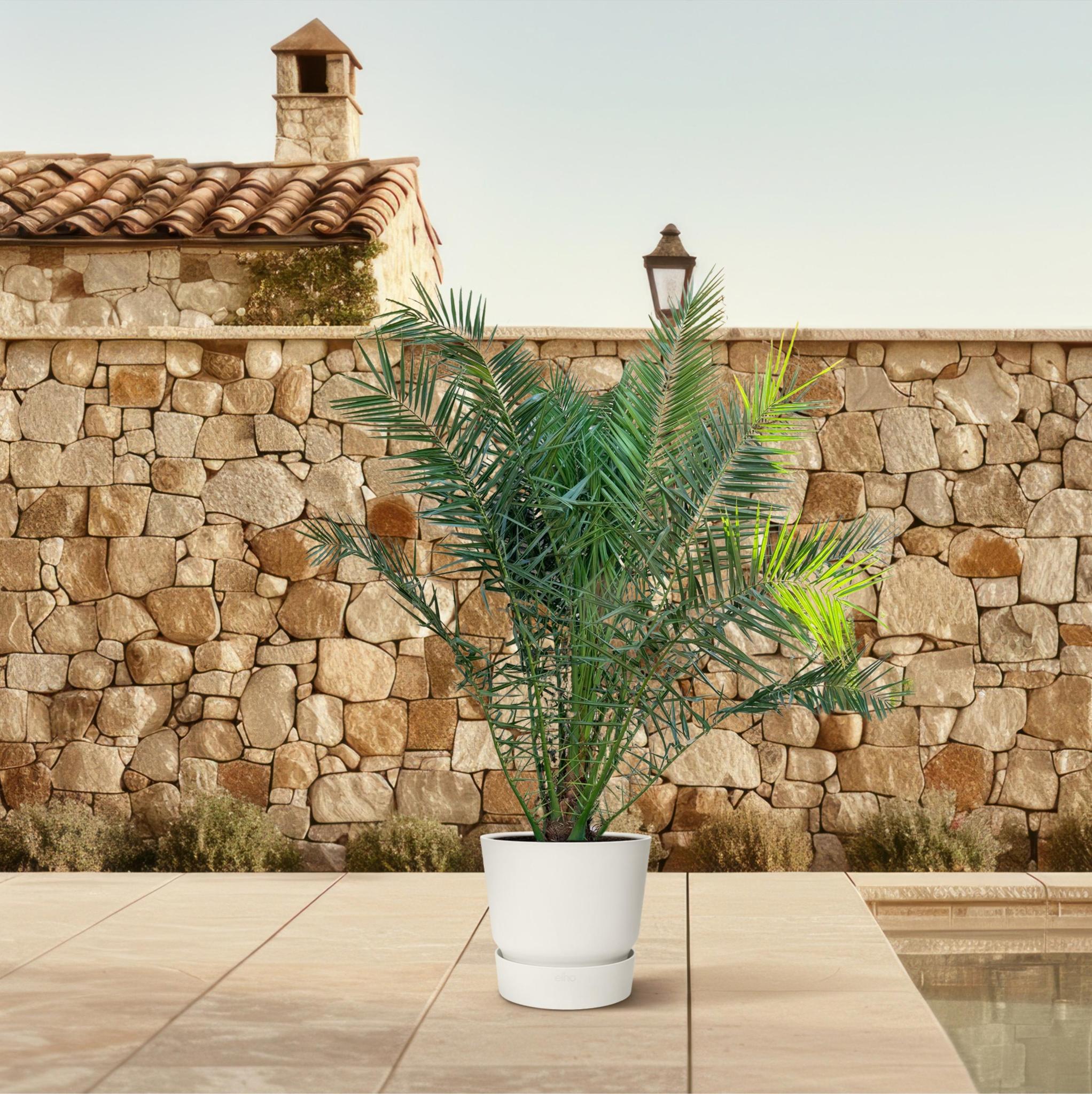 Kanarische Dattelpalme - Phoenix Canariensis - 300cm - ø40