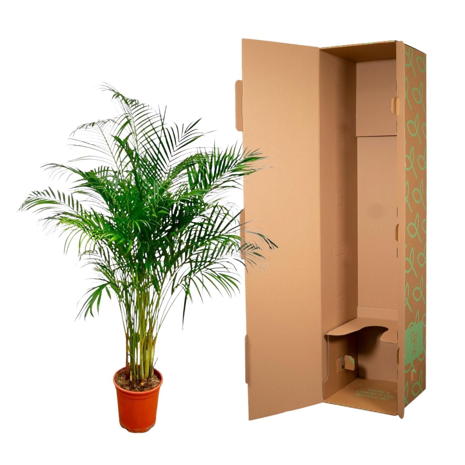 Arecapalme Dypsis Lutescens - 180 cm - ø24