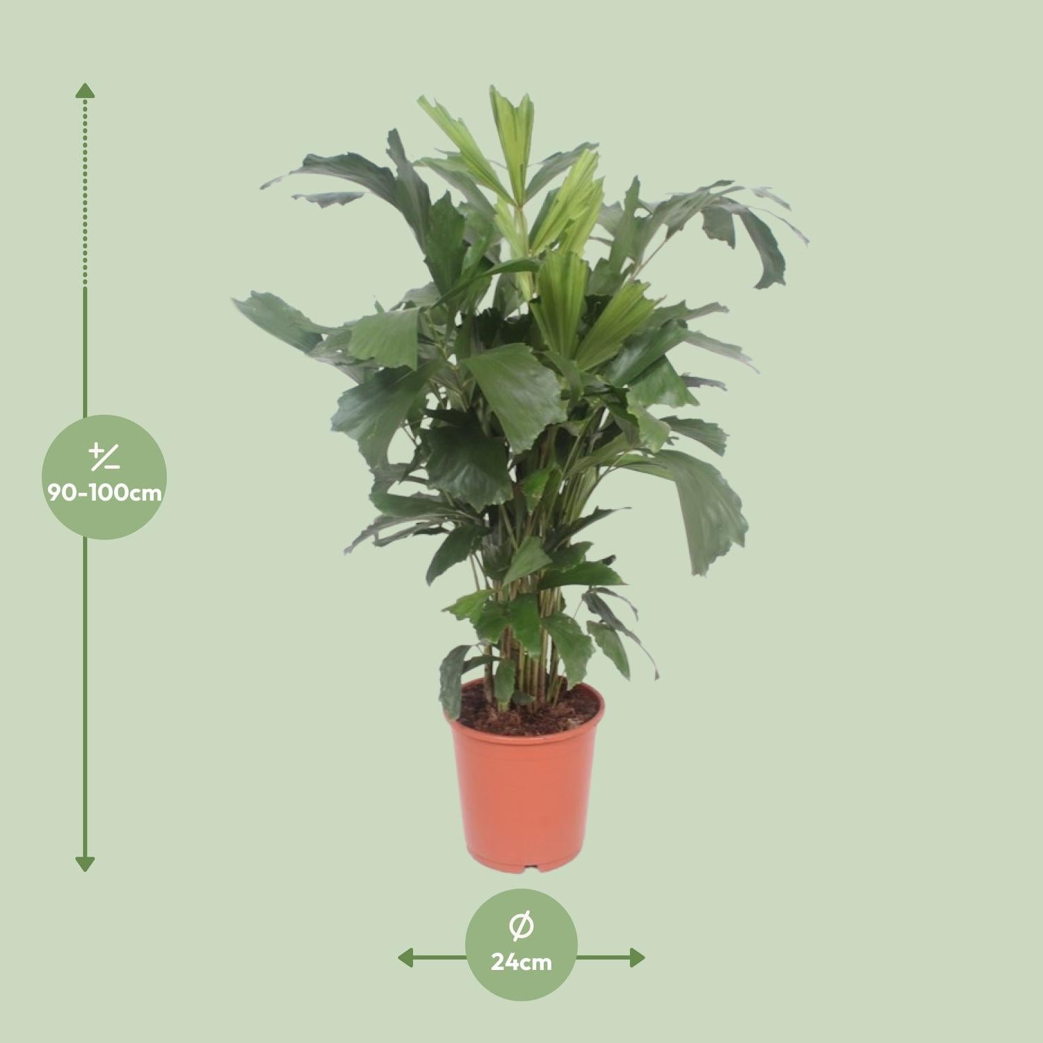 Fischschwanzpalme - Caryota Mitis - Ø24cm - ↕110cm