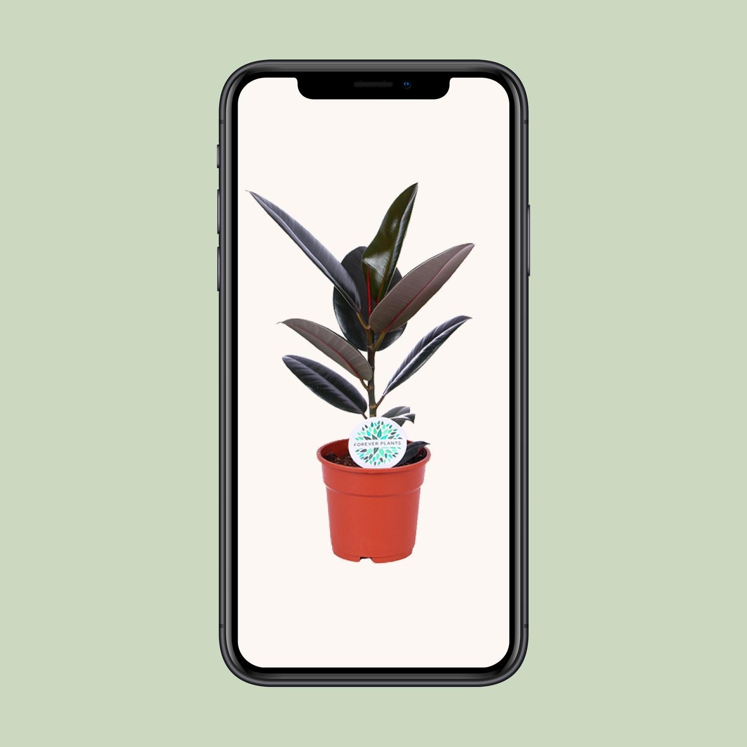 Gummibaum - Ficus Elastica Abidjan - Ø17cm - ↕55cm