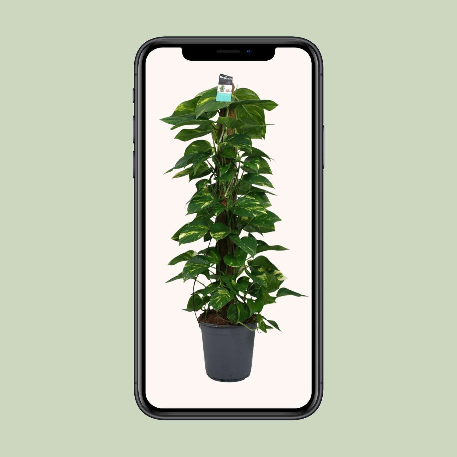 Efeutute - Scindapsus (Epipremnum) - Ø24cm - ↕120cm