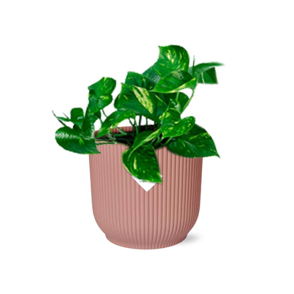 Efeutute - Epipremnum Pinnatum ‘Aureum’ in ELHO Vibes Fold 14cm roze Topf rosa