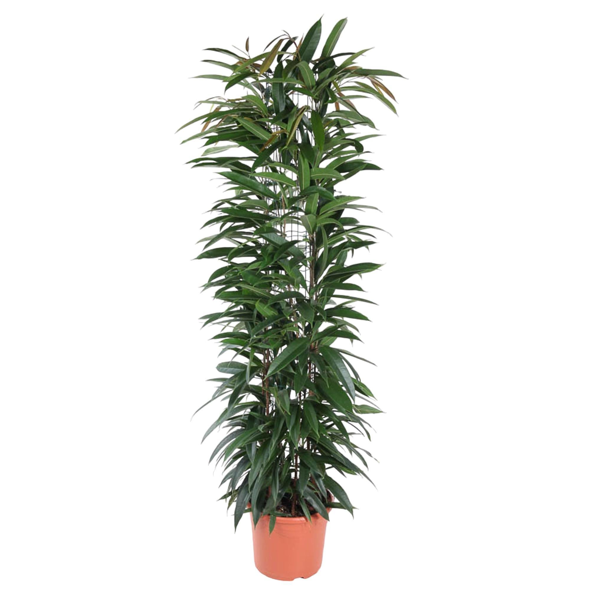 Schmalblättrige Birkenfeige - Ficus Alii King - 150 cm - ø29
