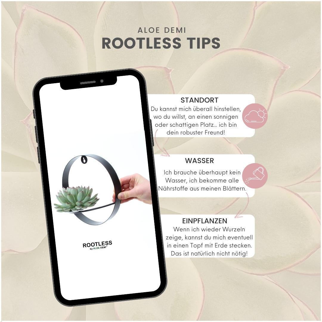 Schnittecheveria - ROOTLESS Succulent Echeveria Pulidonis auf Wanddeko Ring schwarz Ø20 cm - ↕20 cm