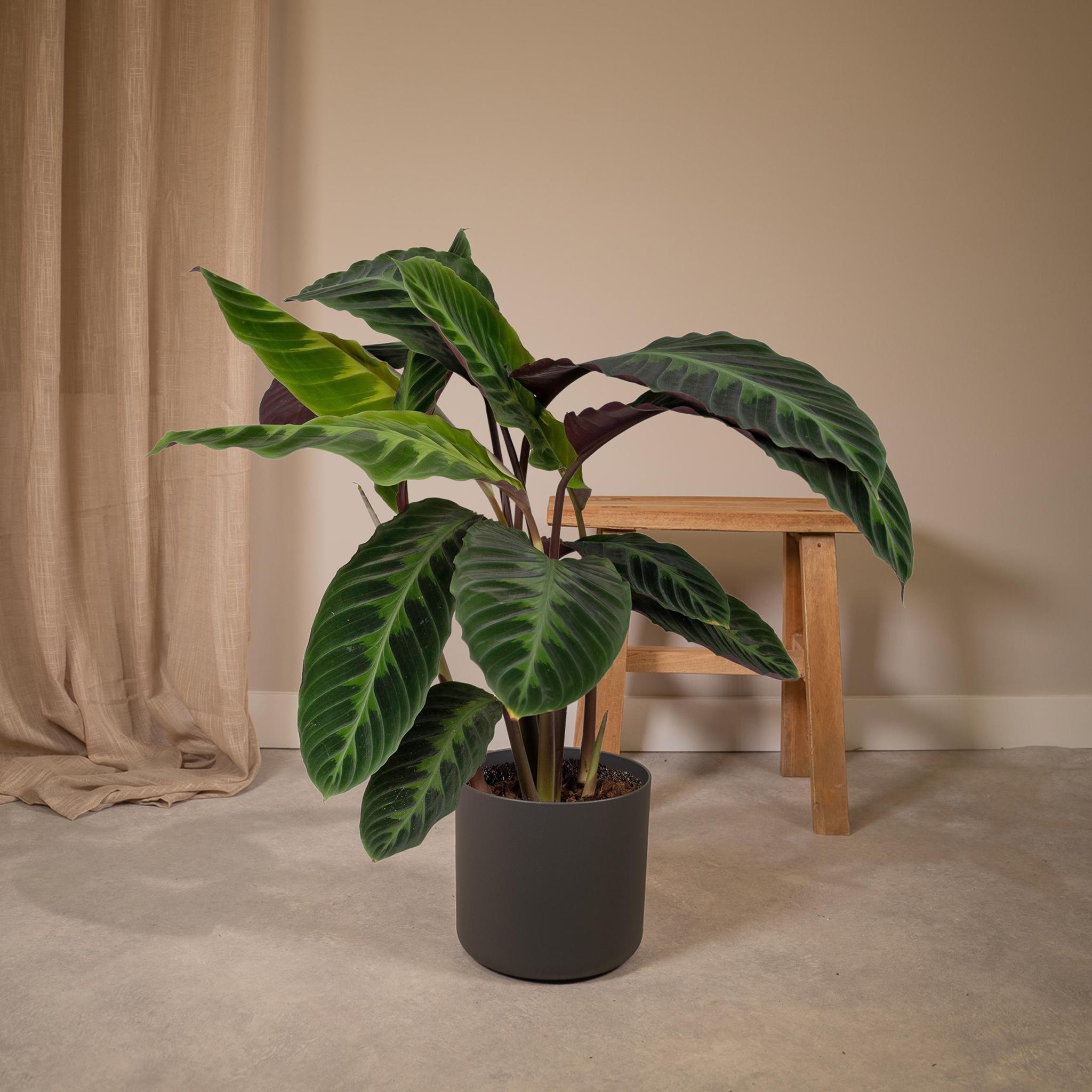 Samtcalathea - Calathea Warscewiczii - 70cm - Ø19