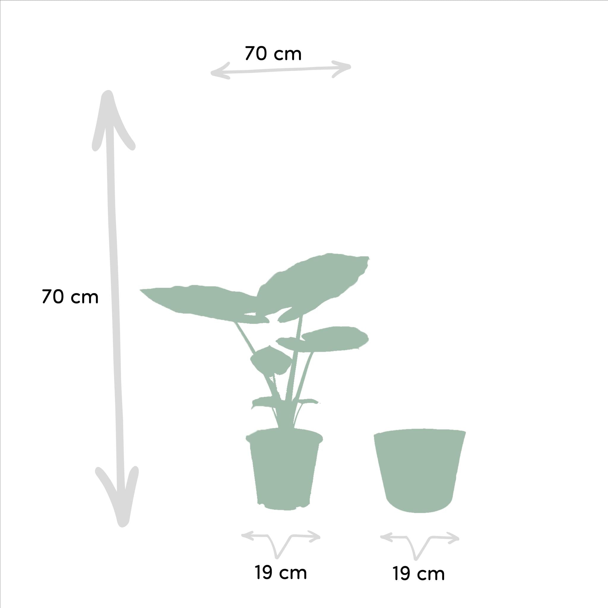 Pflanzen Mix - Strelitzia Nicolai - Ø19cm - ↕85cm & Alocasia Macrorrhiza - Ø19cm - ↕70cm + Korb Selin