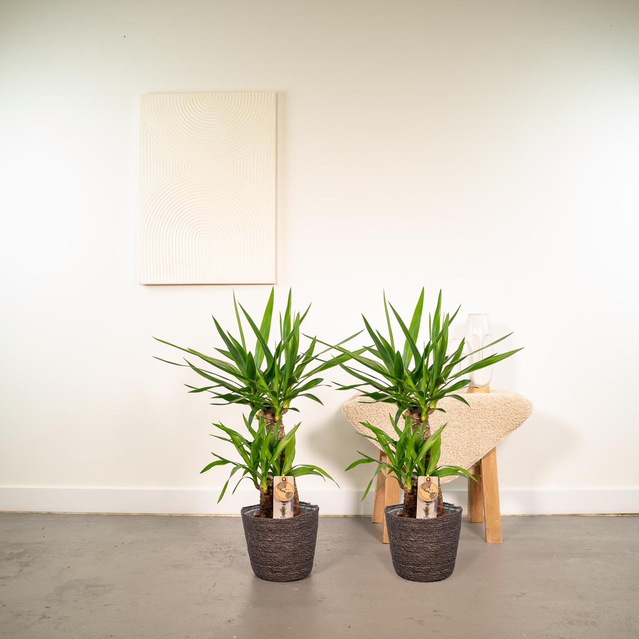 Yuccapalme- Yucca Elephantipes Set - ↨90cm - Ø17cm 2 Stück
