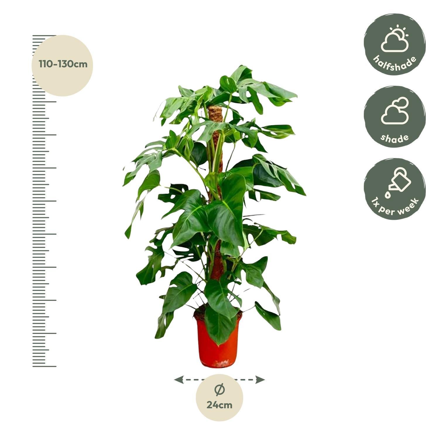 Fensterblatt - Monstera Pertusum - 120 cm - ø24