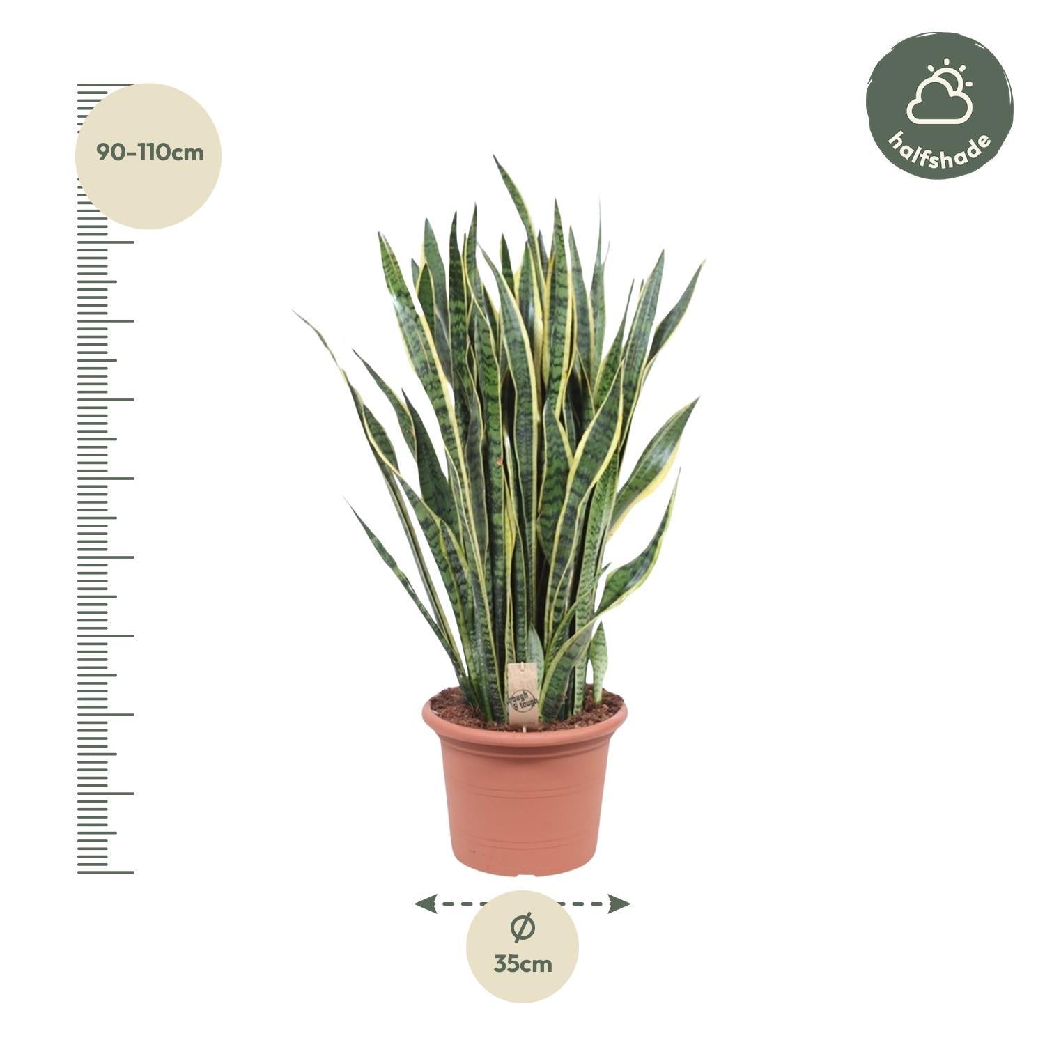 Bogenhanf - Sansevieria Laurentii - 100 cm - ø35