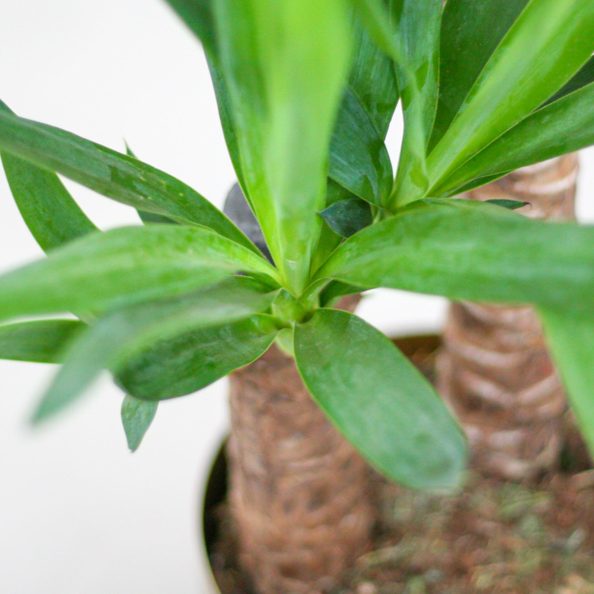 Yuccapalme- Yucca Elephantipes mit Korb Lissabon weiß - 90cm - Ø21